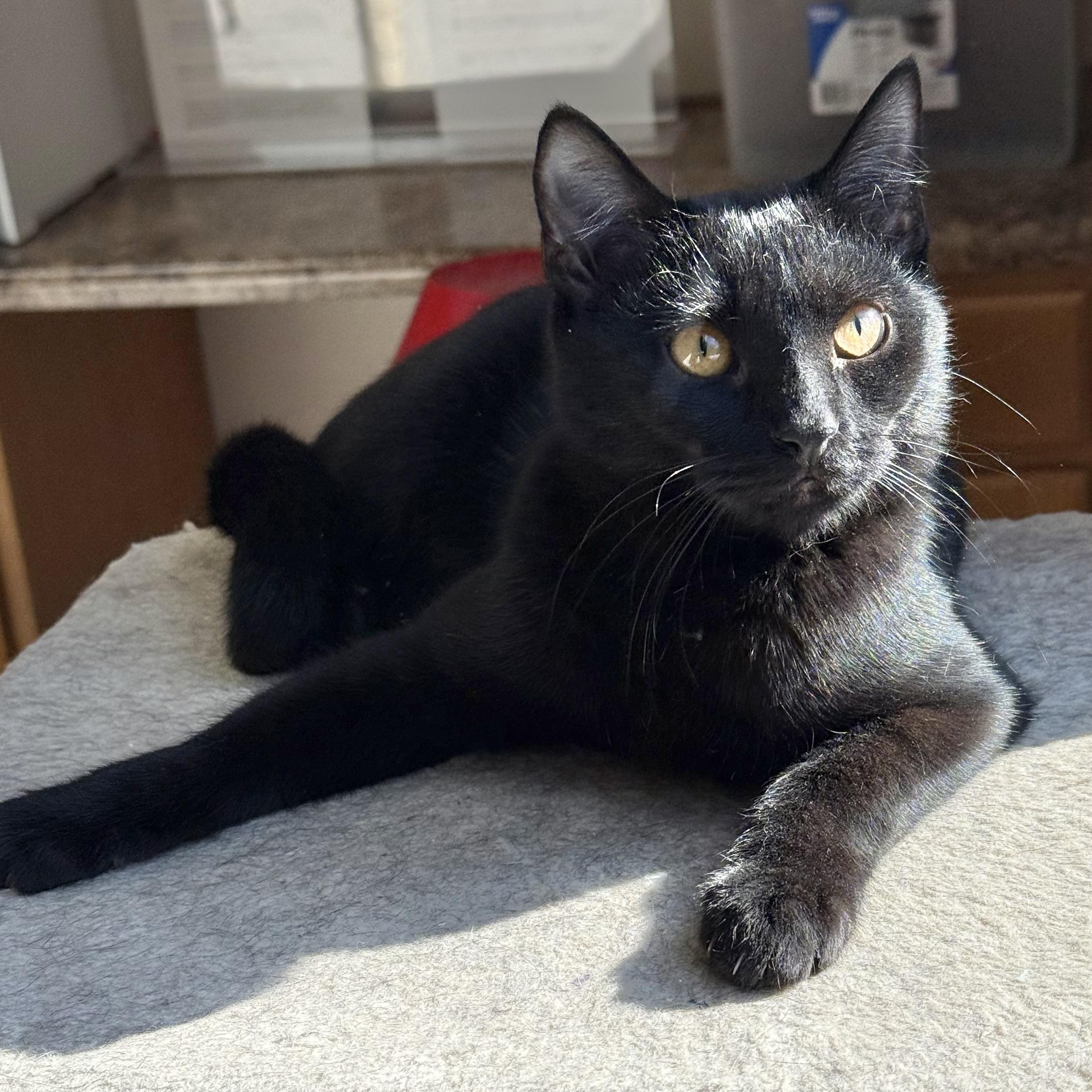 Beverly, Adoptable, Kitten Female Bombay & Domestic Short Hair.