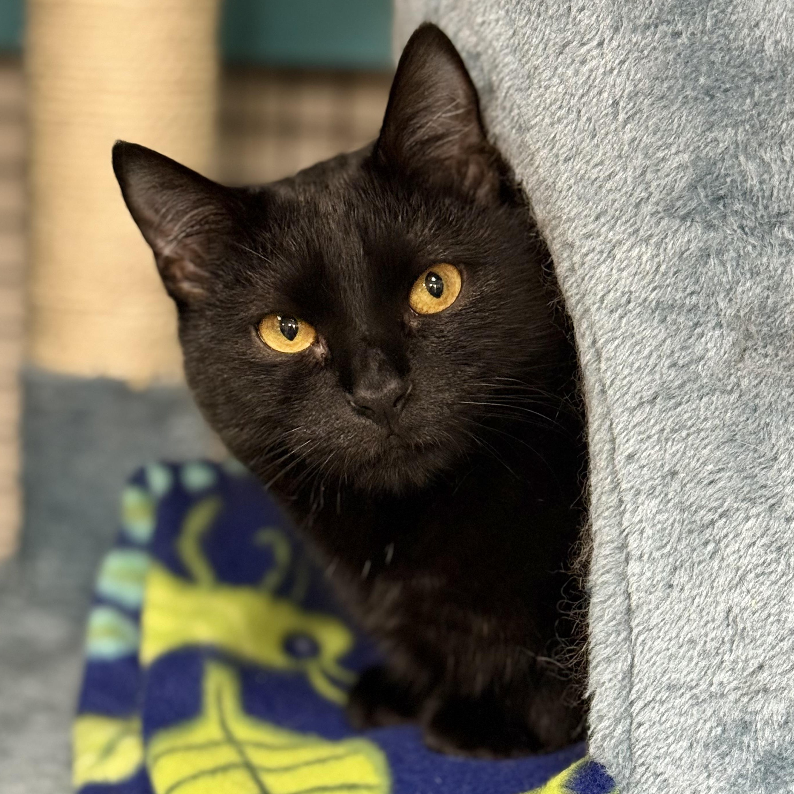 Beverly, Adoptable, Young Female Bombay & Domestic Short Hair.