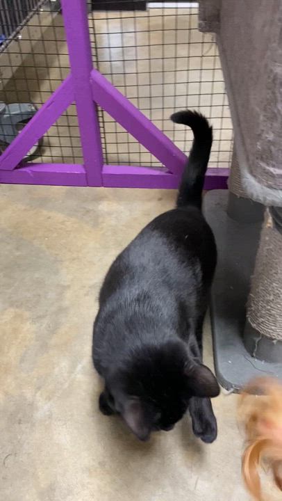 Enlarge Beverly, a Adoptable mixed breed in Collierville, TN video 3/3