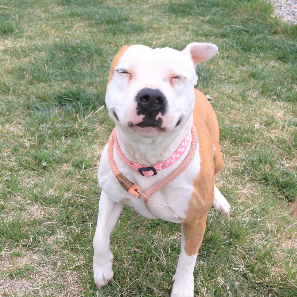Raine, Adoptable, Adult Female Pit Bull Terrier.