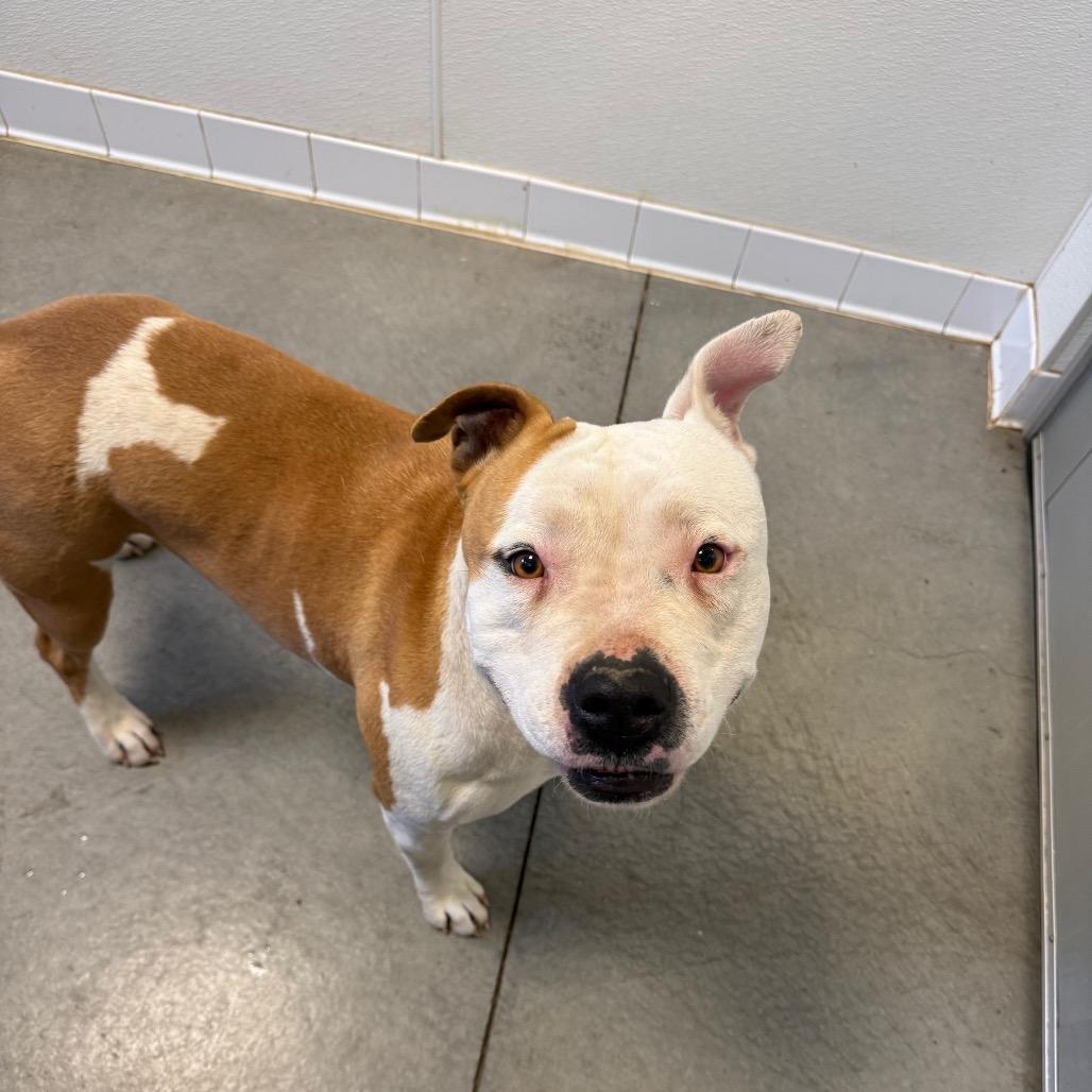 Enlarge Raine, a Adoptable Pit Bull Terrier in Rifle, CO image 2/5