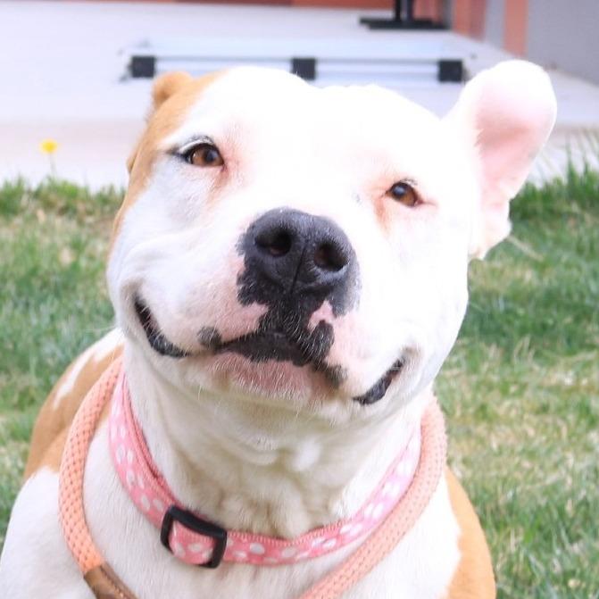 Enlarge Raine, a Adoptable Pit Bull Terrier in Rifle, CO image 3/5