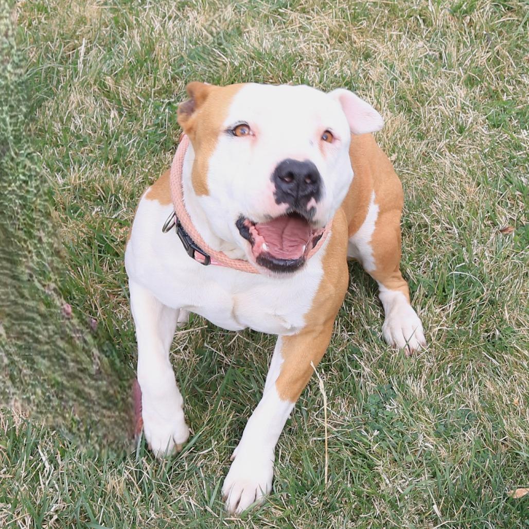 Enlarge Raine, a Adoptable Pit Bull Terrier in Rifle, CO image 4/5