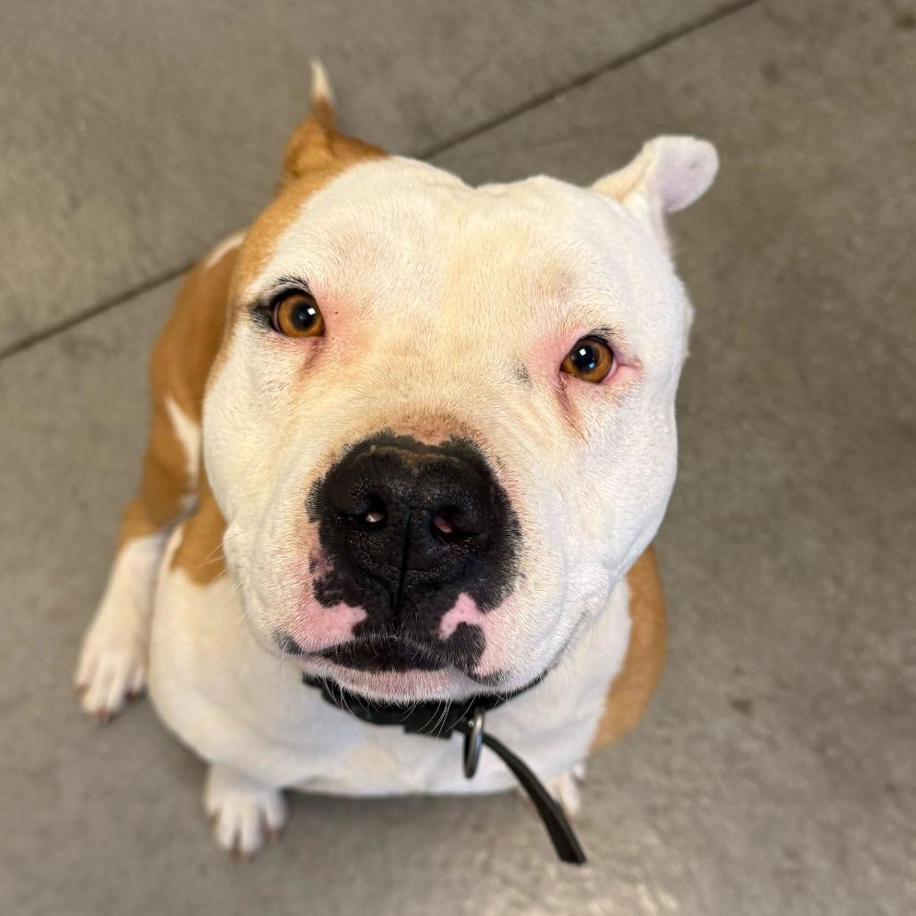 Enlarge Raine, a Adoptable Pit Bull Terrier in Rifle, CO image 5/5