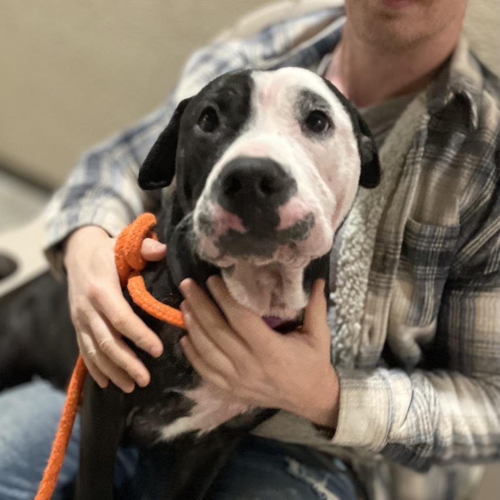 Walrus, Adoptable, Adult Male Pit Bull Terrier.