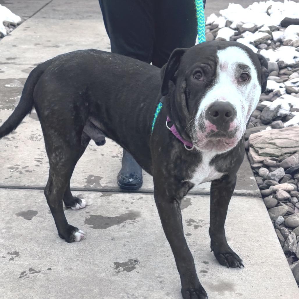 Enlarge Walrus, a Adoptable mixed breed in Parkersburg, WV image 3/5