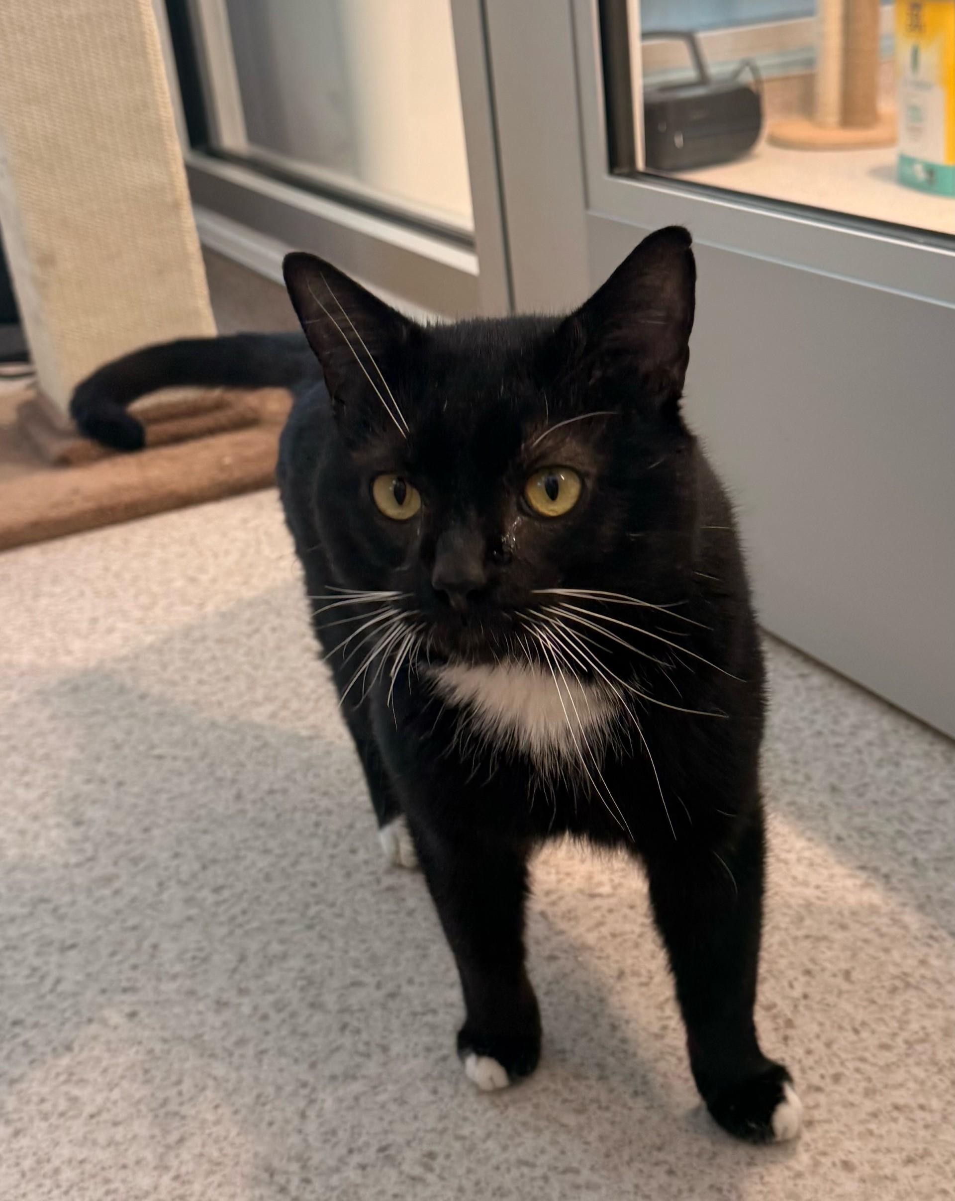 Enlarge Daryl, an adopted Domestic Short Hair in Quincy, MA image 1/1