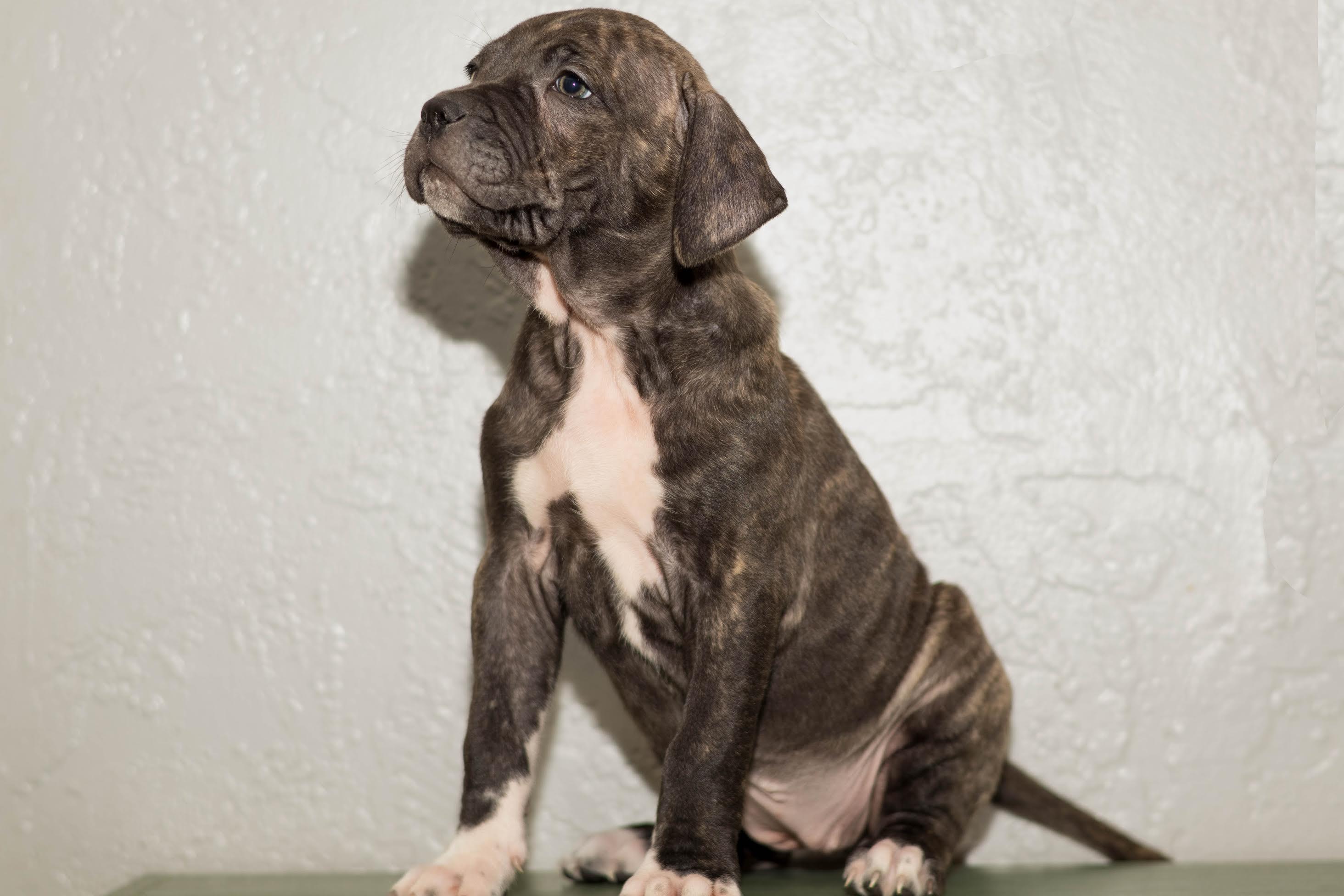 Hattie, a ADOPTABLE mixed breed in Las Vegas, NV image 1/4