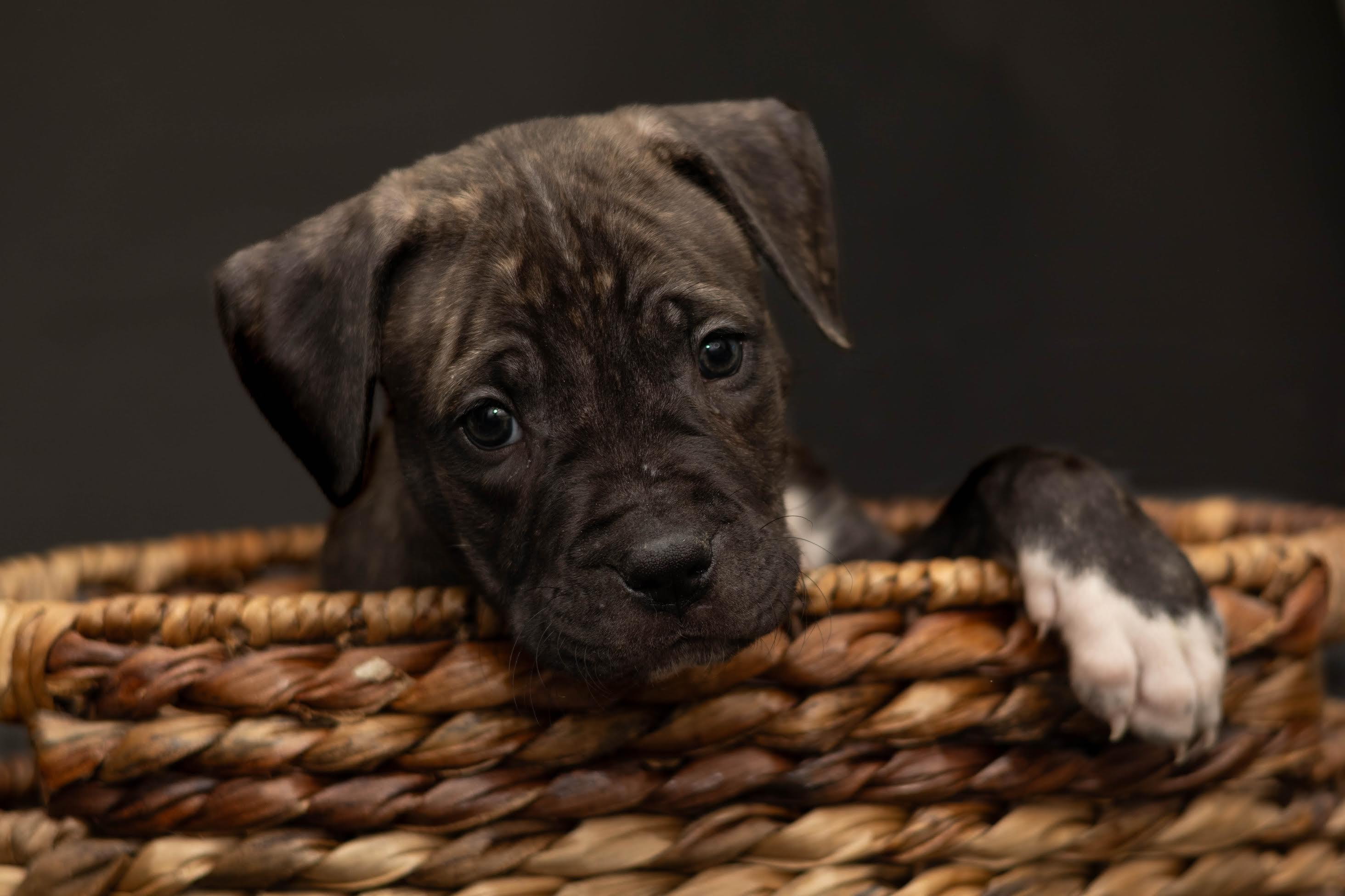 Hattie, a ADOPTABLE mixed breed in Las Vegas, NV image 3/4