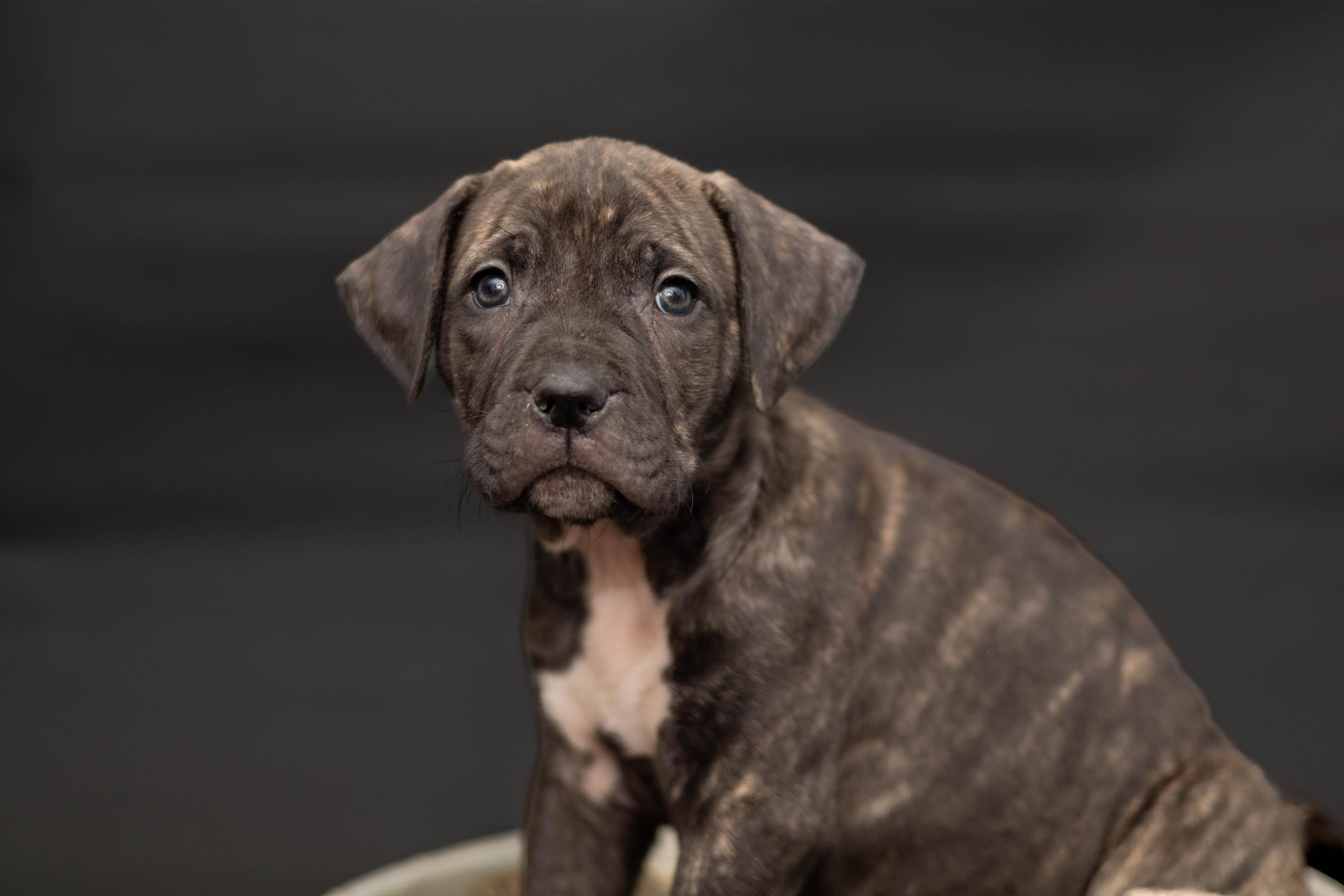 Hattie, a ADOPTABLE mixed breed in Las Vegas, NV image 2/4