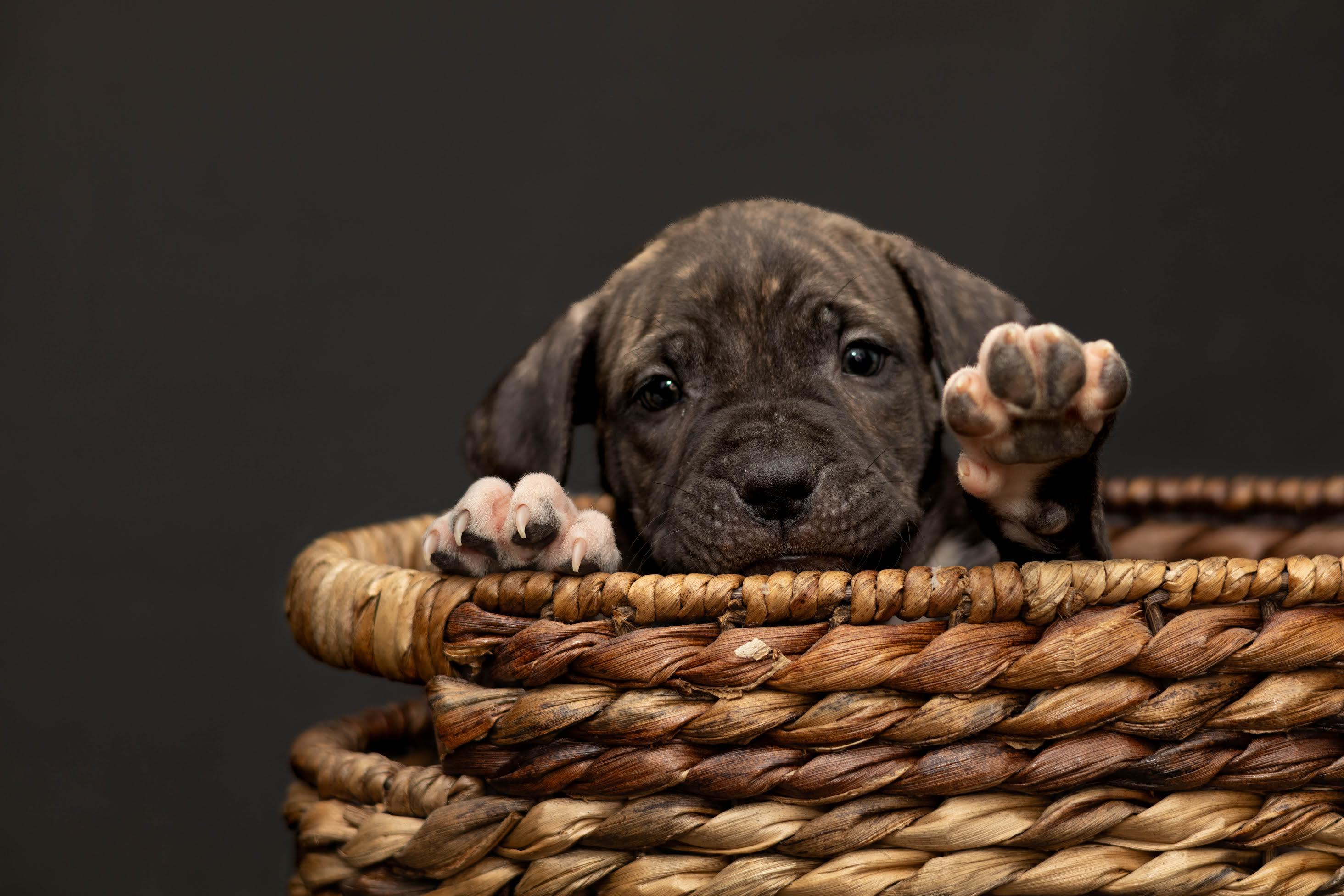 Hattie, a ADOPTABLE mixed breed in Las Vegas, NV image 4/4