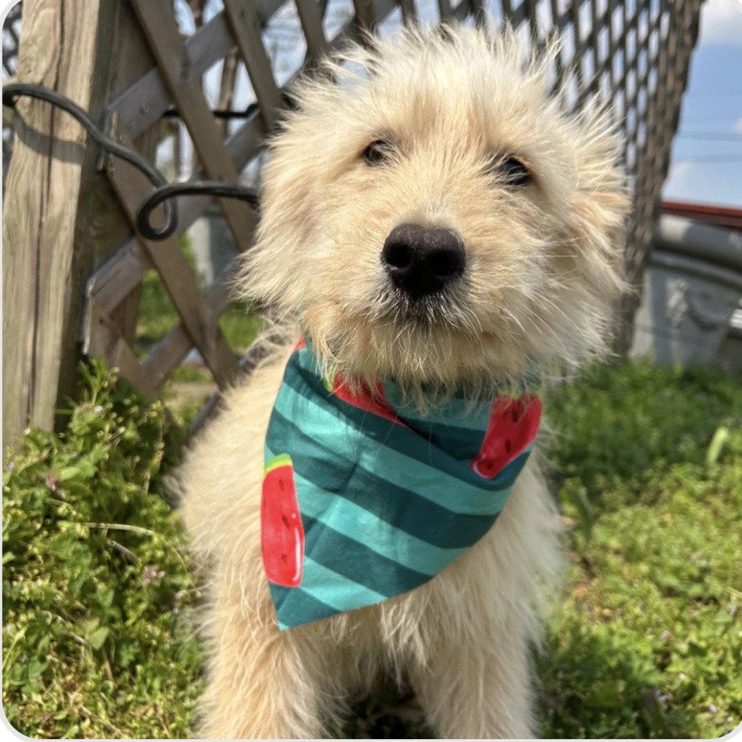 Enlarge Kira, a Adoptable Shepherd in Steeleville, IL image 1/1