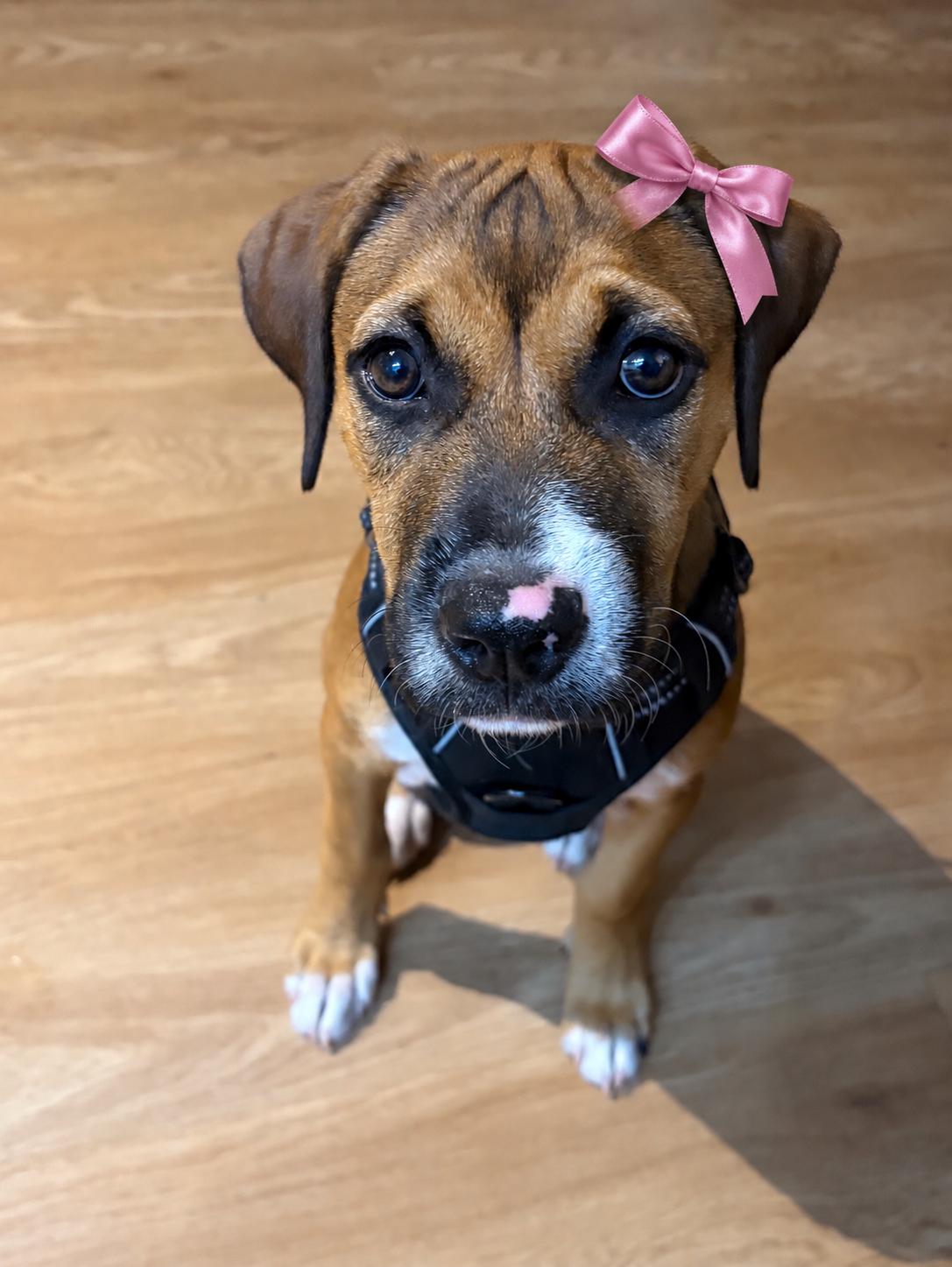BINDI, Adopted, Puppy Female Mixed Breed.