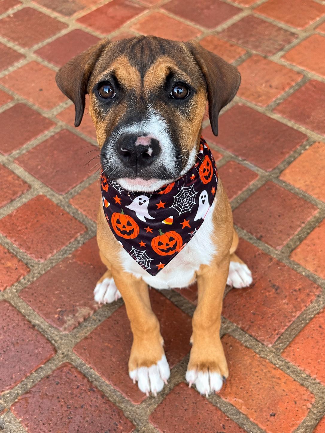 Enlarge BINDI, a Adopted Mixed Breed in Dumont, NJ image 3/5