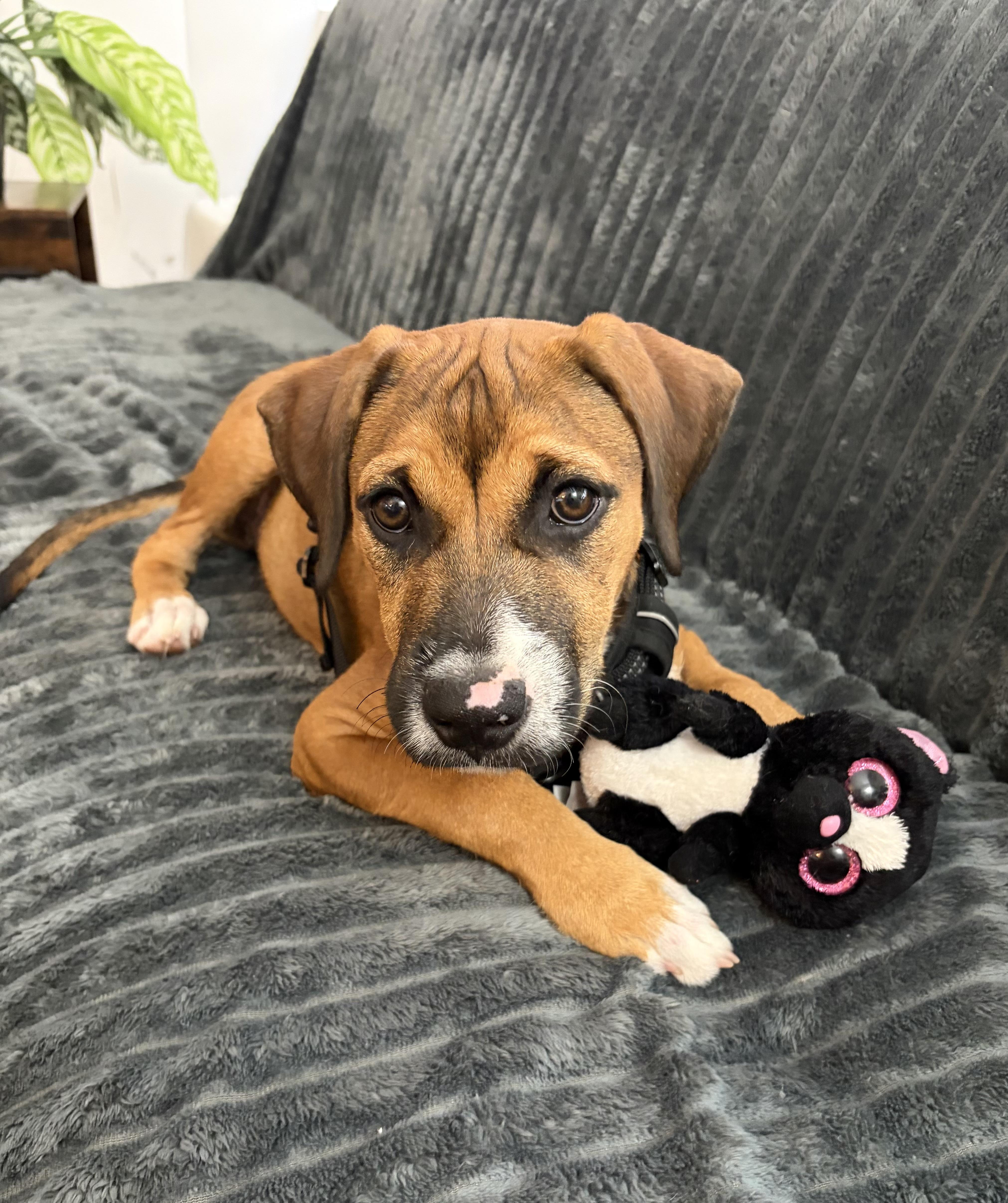 Enlarge BINDI, a Adopted Mixed Breed in Dumont, NJ image 5/5