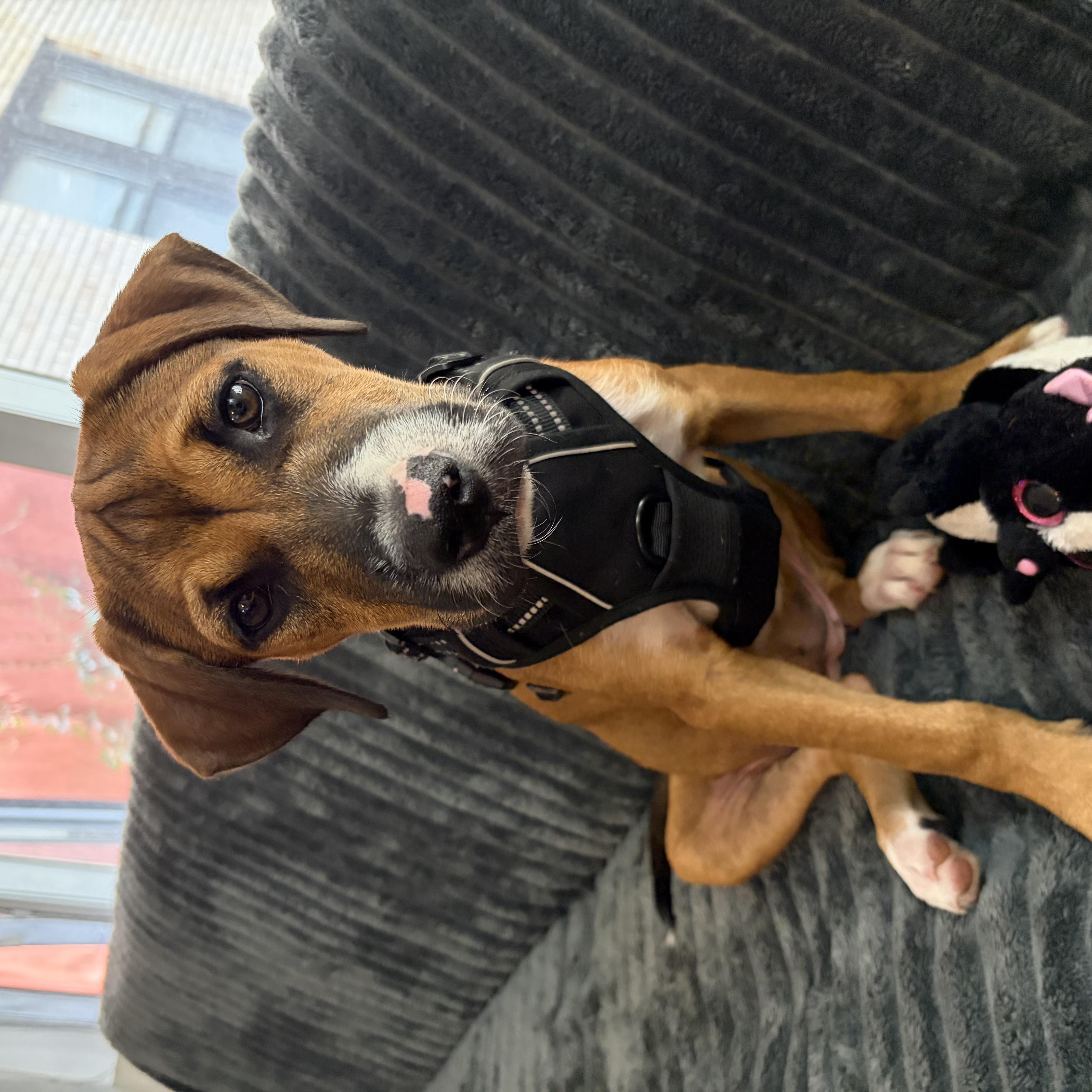 Enlarge BINDI, a Adopted Mixed Breed in Dumont, NJ image 4/5