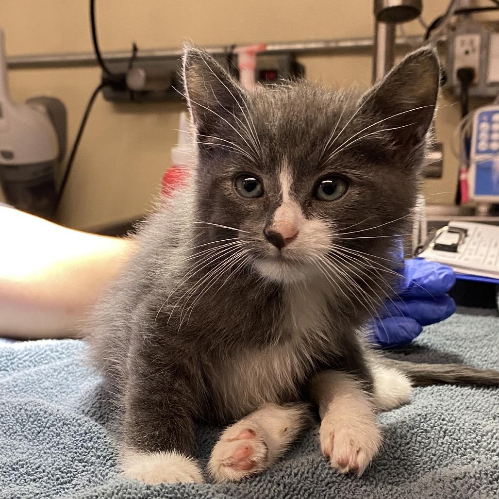 Georgie — thumbnail 2