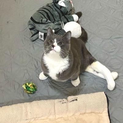 Georgie — thumbnail 3