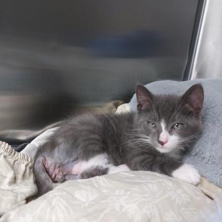 Georgie — thumbnail 4