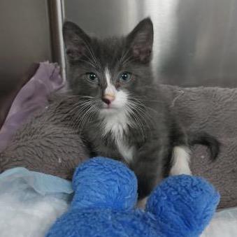 Georgie — thumbnail 5