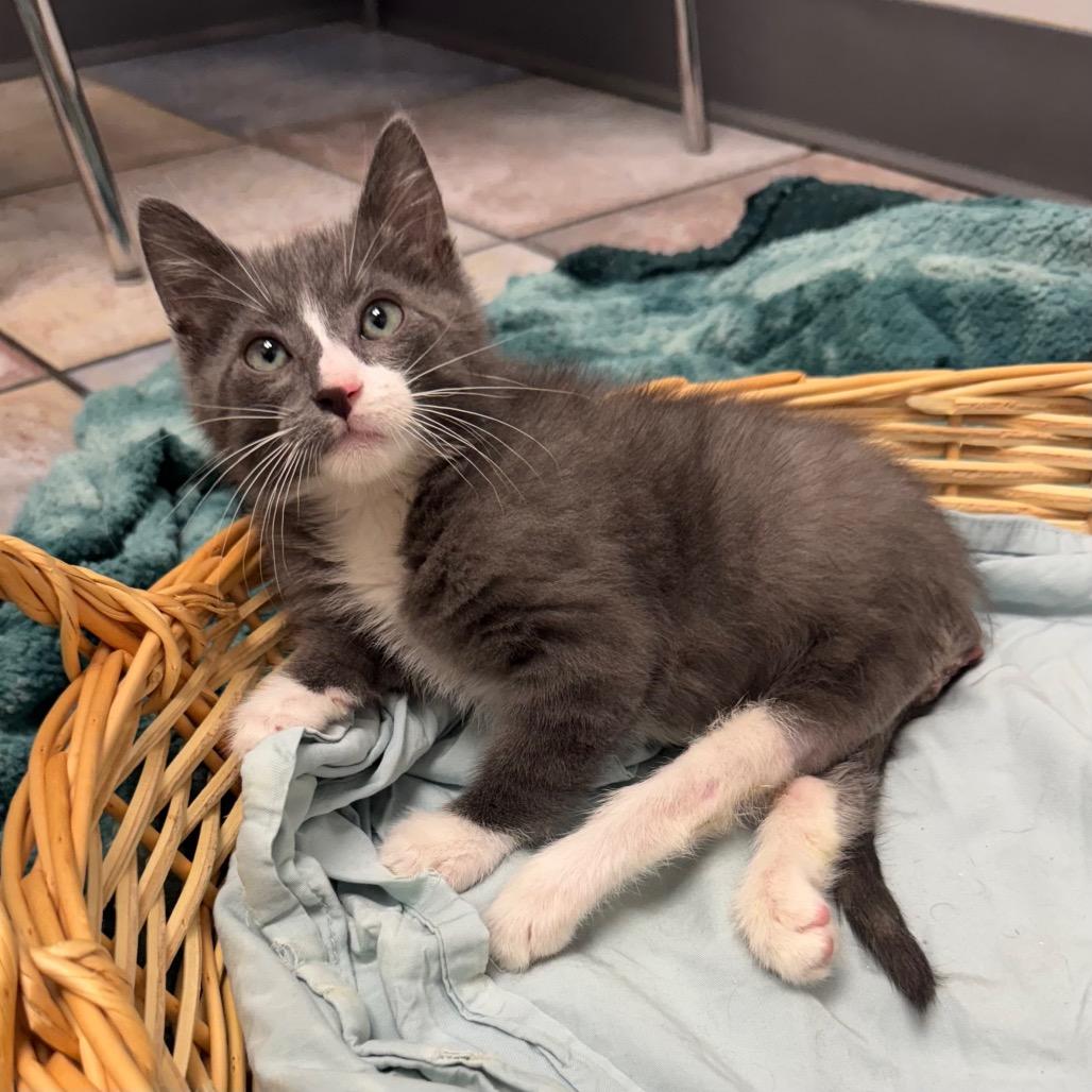 Georgie — thumbnail 6