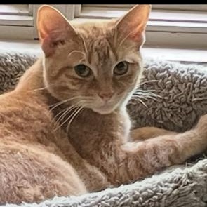 Sushi, Adopted, Young Female Domestic Short Hair.