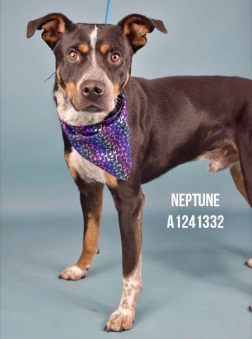 Neptune -- URGENT! LONGTIME RESIDENT!, ADOPTABLE, Adult Male Pit Bull Terrier.