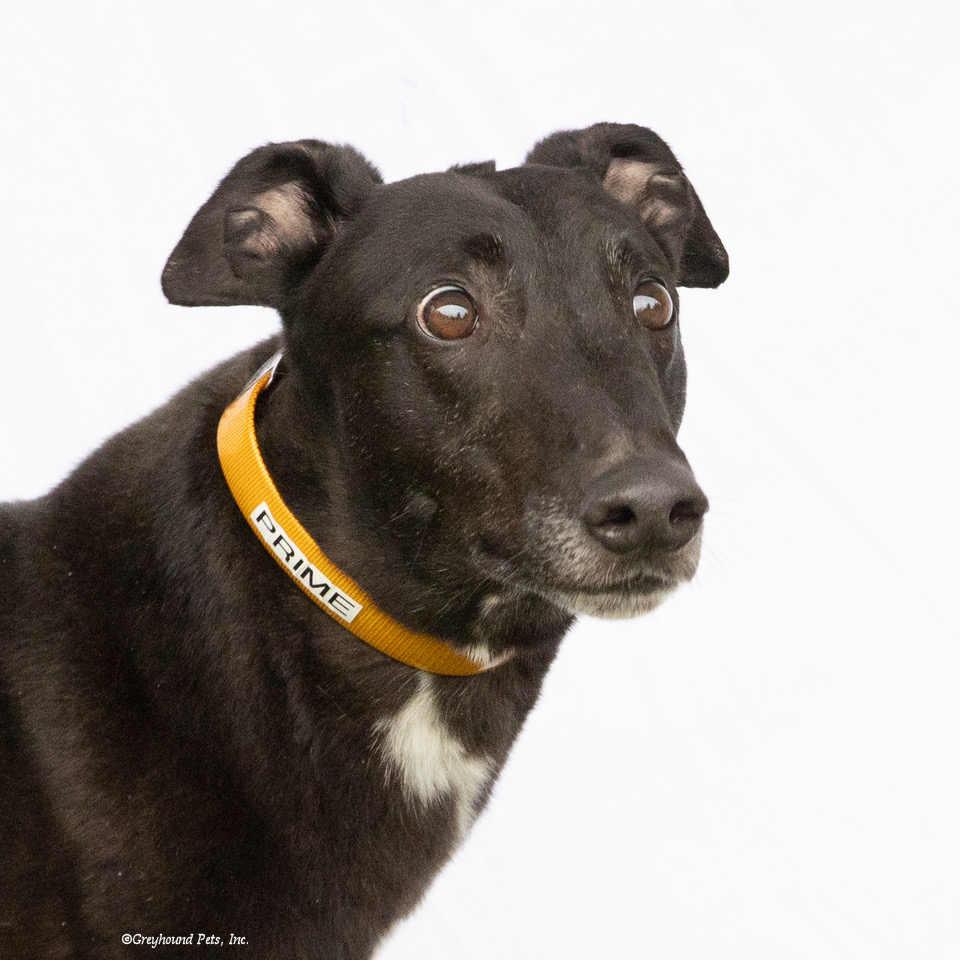 Enlarge Prime, a Adoptable Greyhound in Woodinville, WA image 1/3