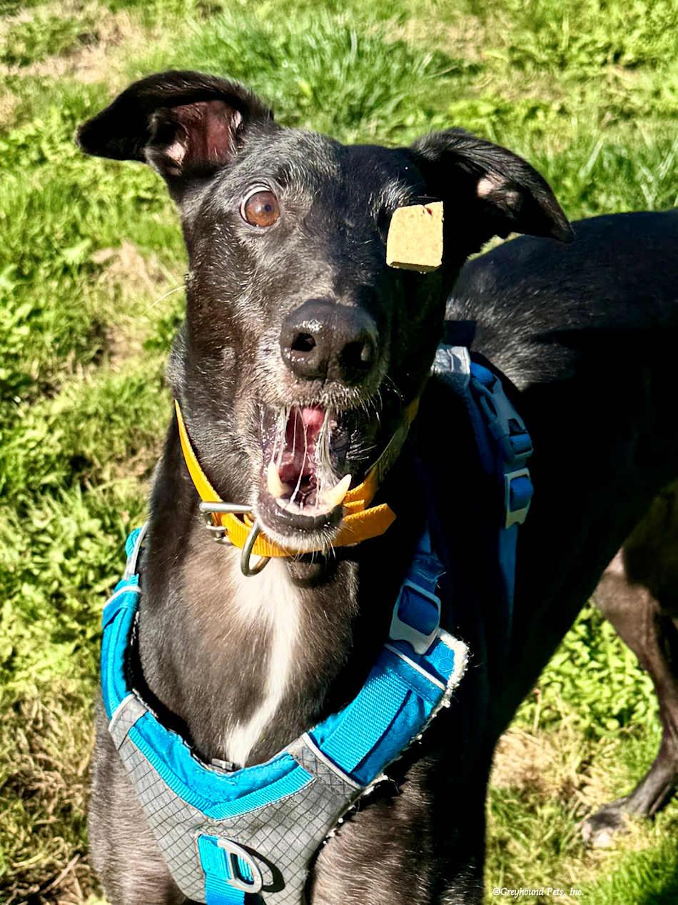 Enlarge Prime, a Adoptable Greyhound in Woodinville, WA image 2/3