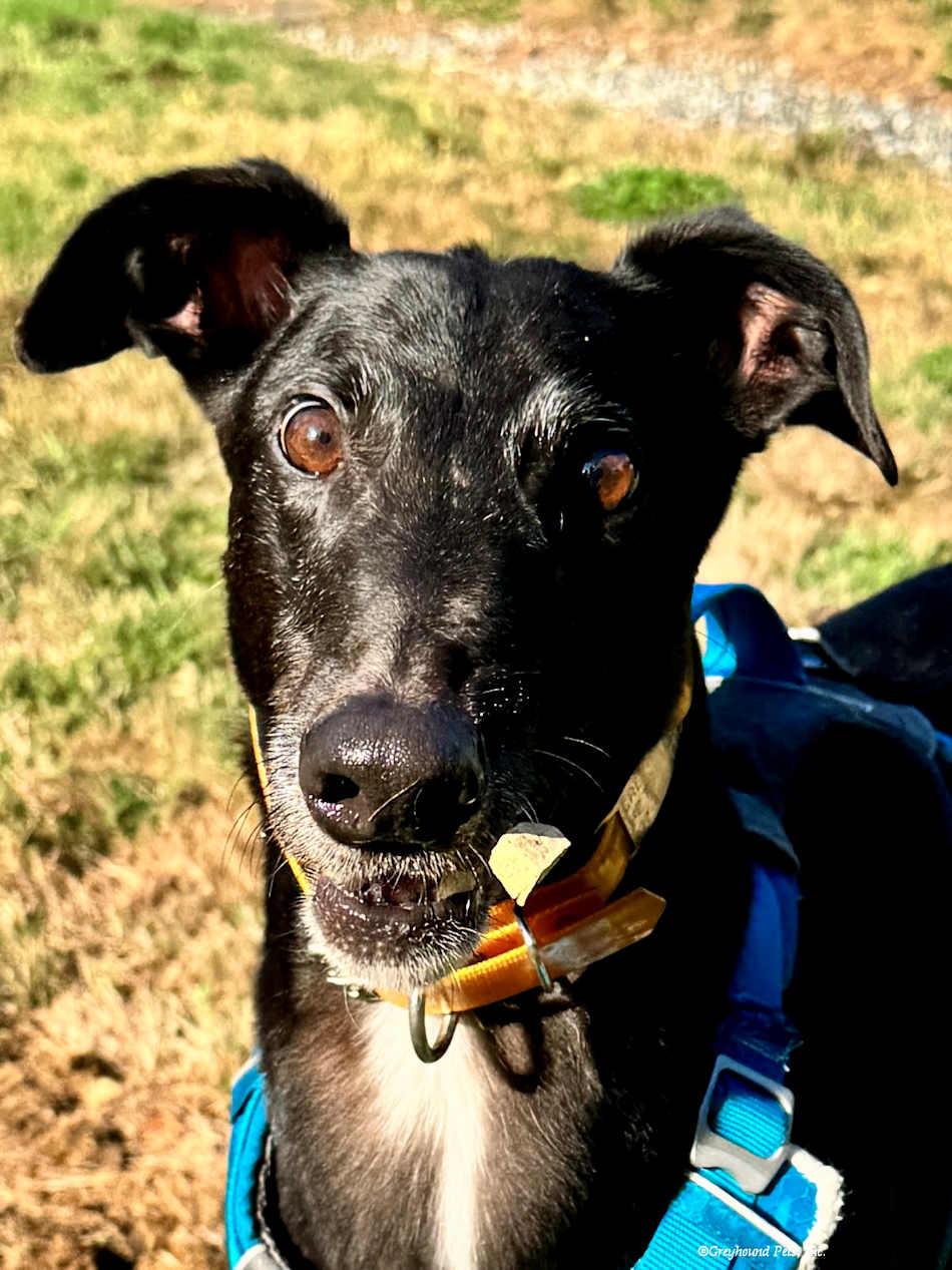 Enlarge Prime, a Adoptable Greyhound in Woodinville, WA image 3/3