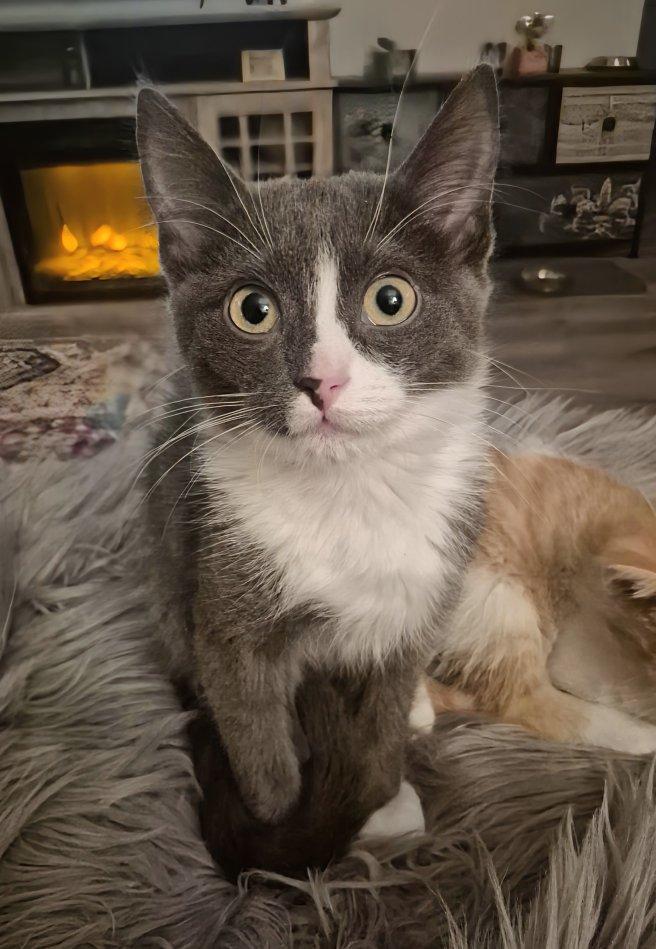 Abbott, a ADOPTABLE Domestic Short Hair in Winnipeg, MB image 3/6