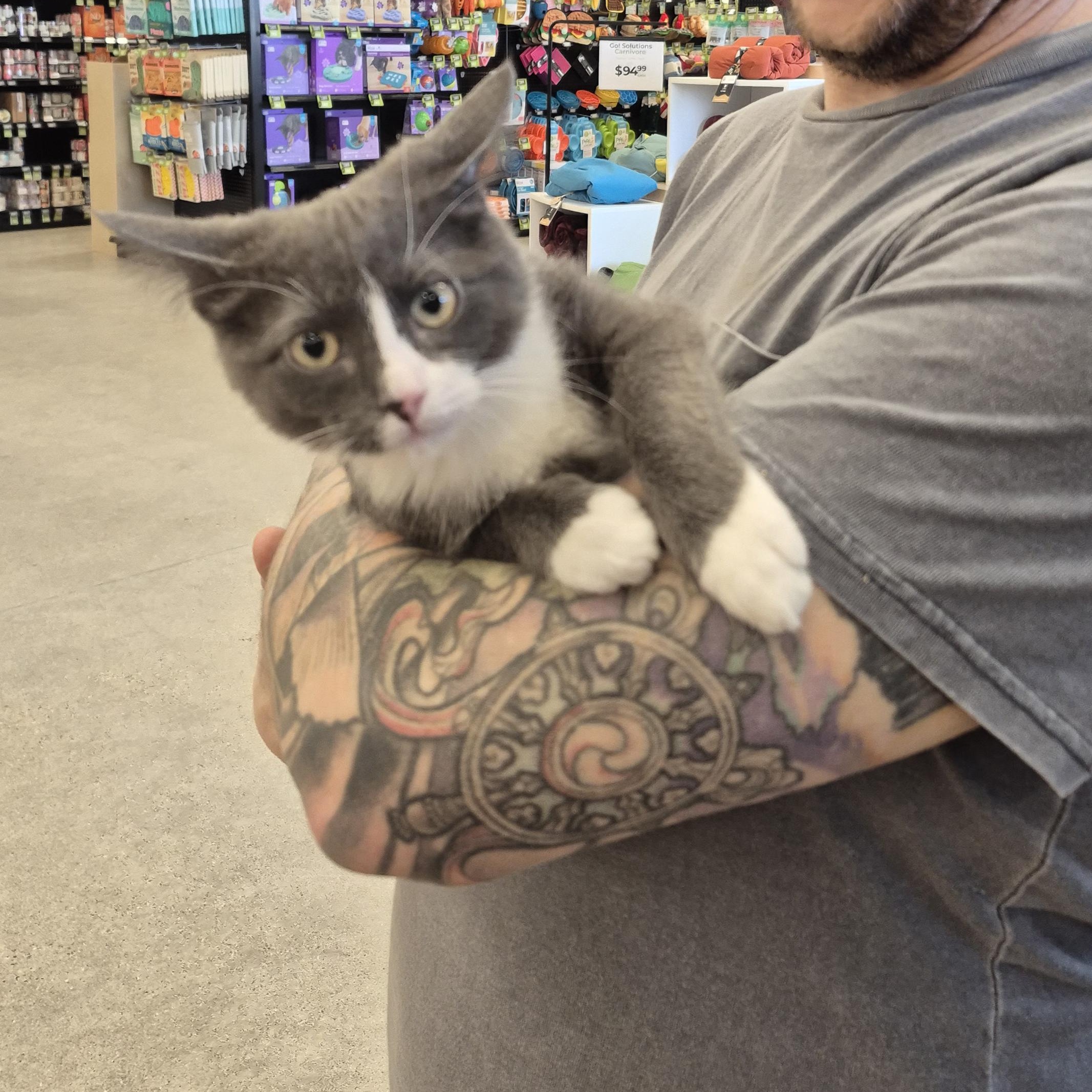 Abbott, a ADOPTABLE Domestic Short Hair in Winnipeg, MB image 6/6