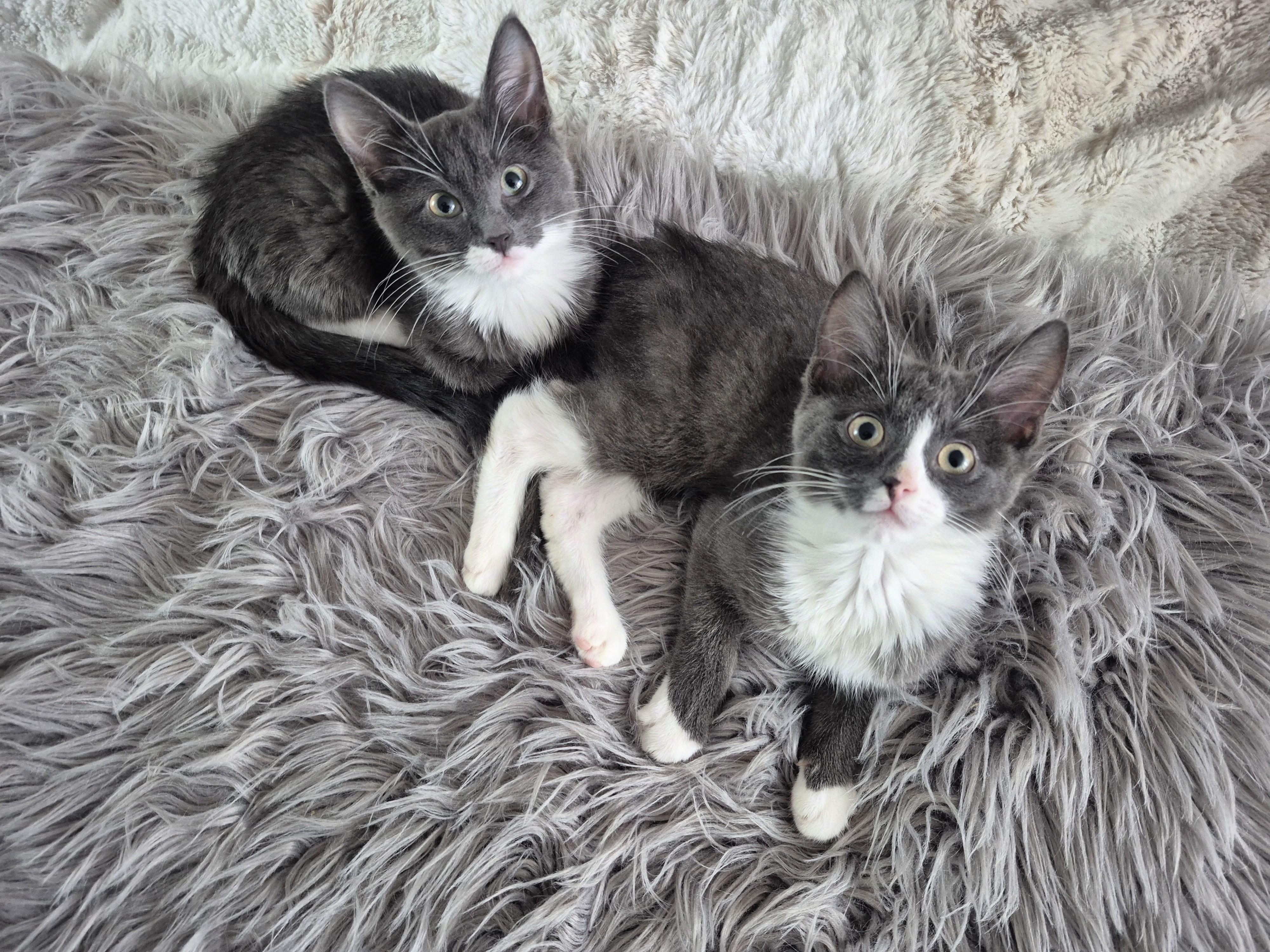 Abbott, a ADOPTABLE Domestic Short Hair in Winnipeg, MB image 5/6