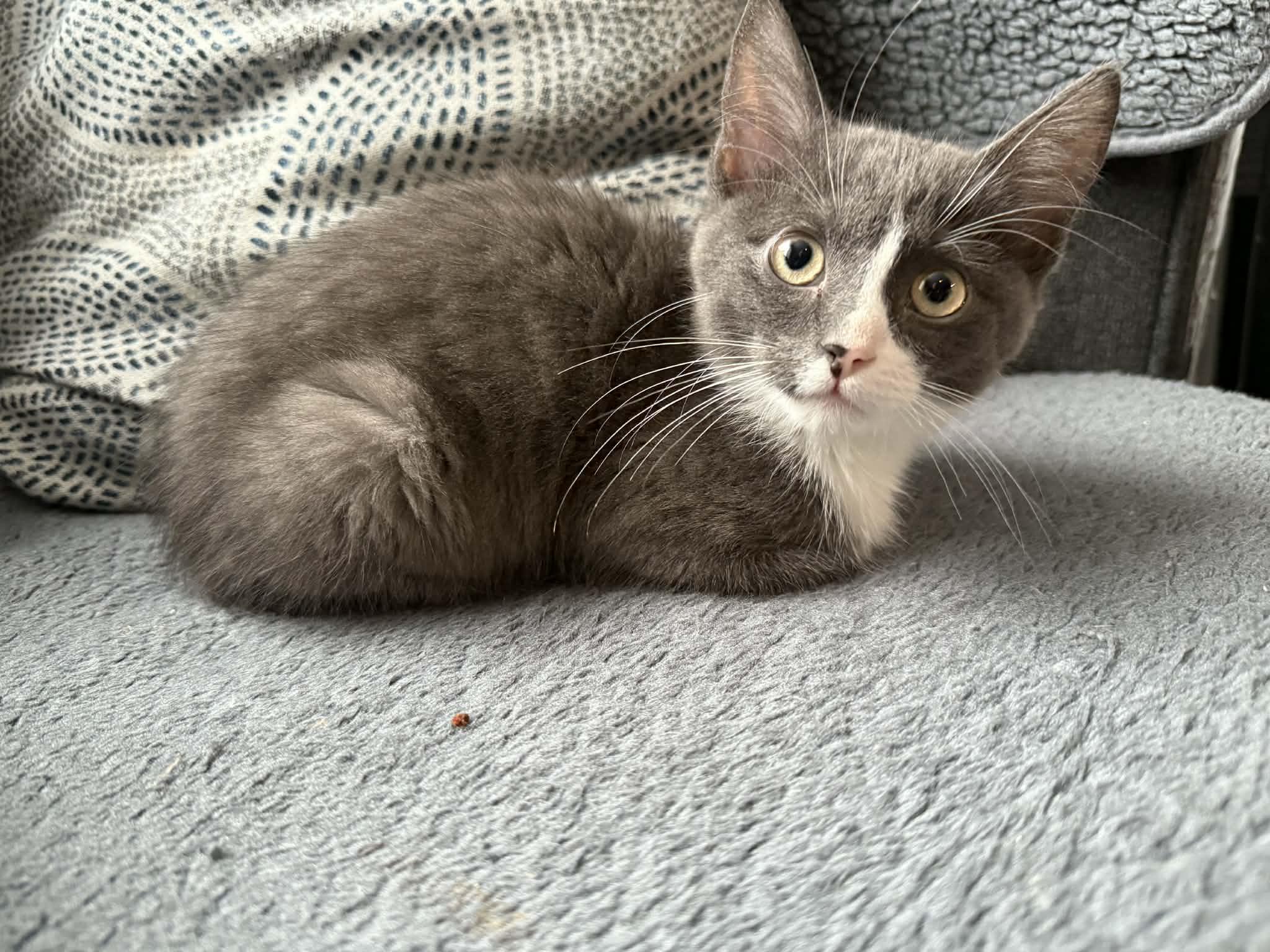 Abbott, a ADOPTABLE Domestic Short Hair in Winnipeg, MB image 2/6