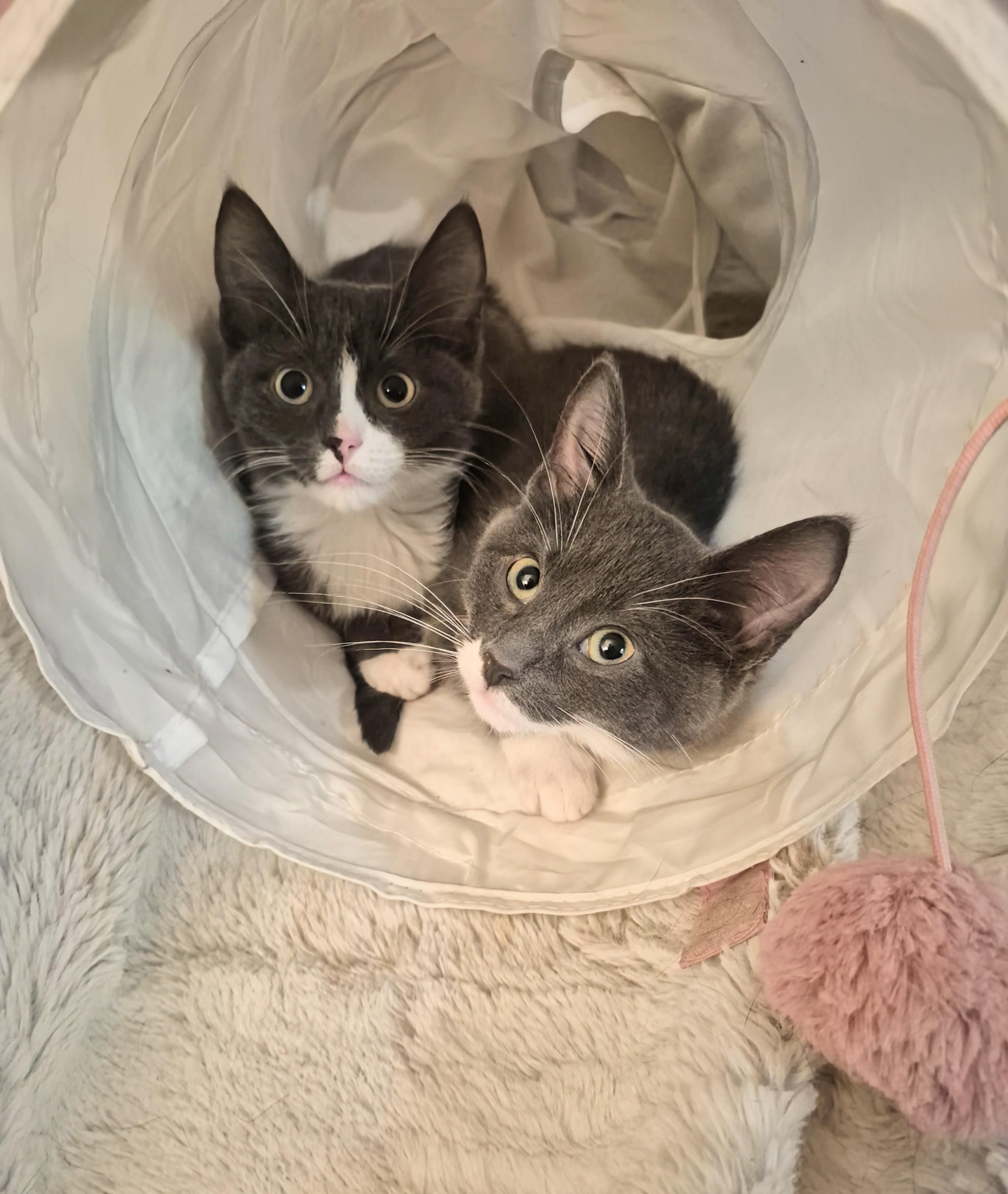 Abbott, a ADOPTABLE Domestic Short Hair in Winnipeg, MB image 4/6