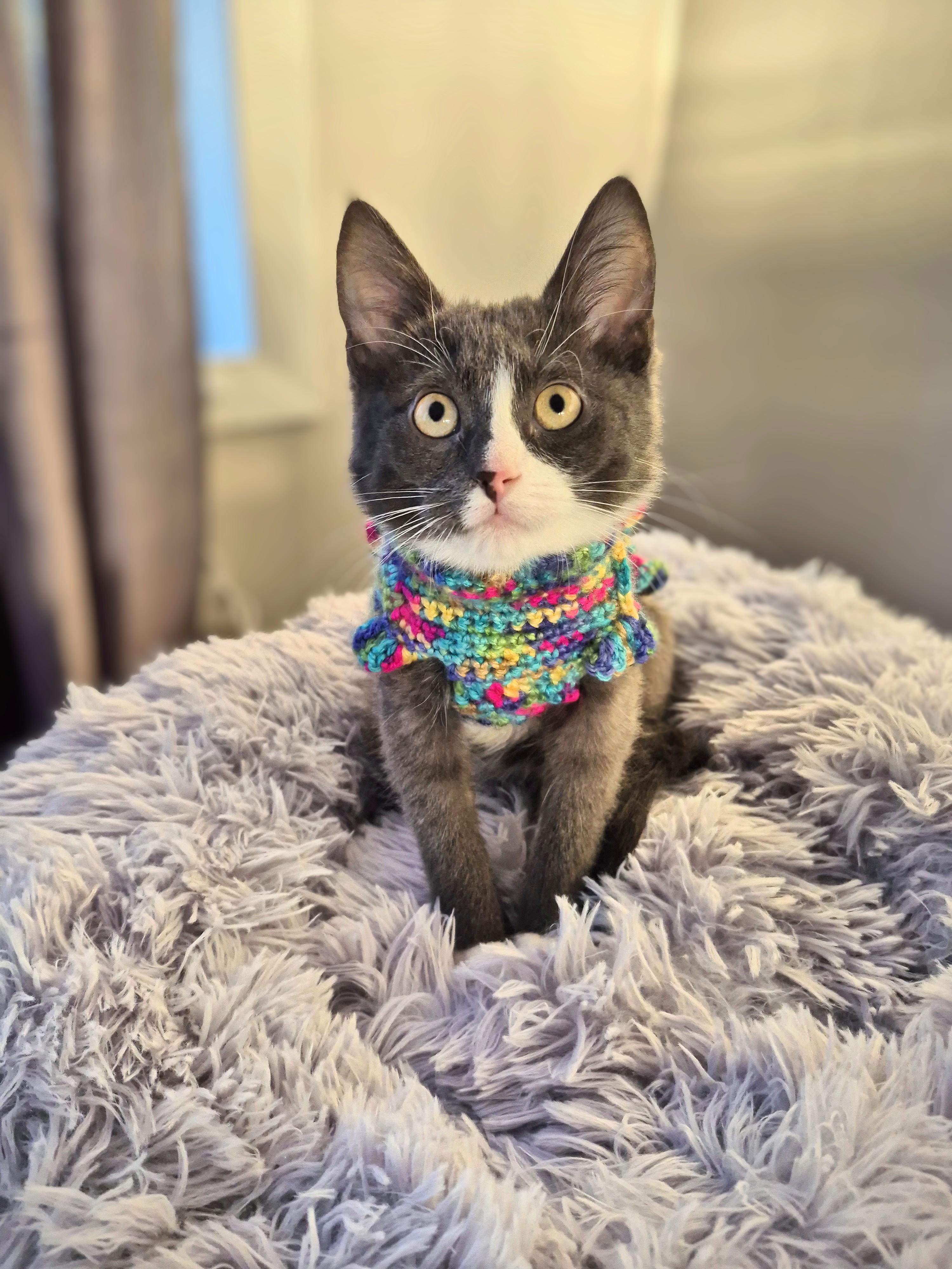 Abbott, a ADOPTABLE Domestic Short Hair in Winnipeg, MB image 1/6