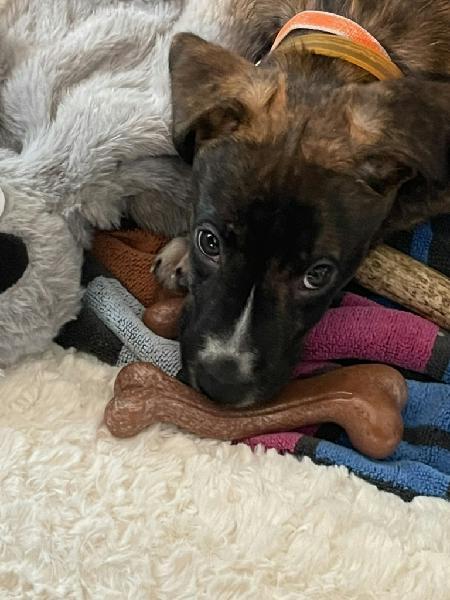 Tiki, Adoptable, Puppy Male Hound.