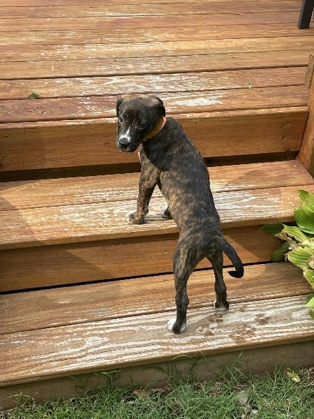 Enlarge Tiki, a Adoptable mixed breed in Durham, NC image 2/6