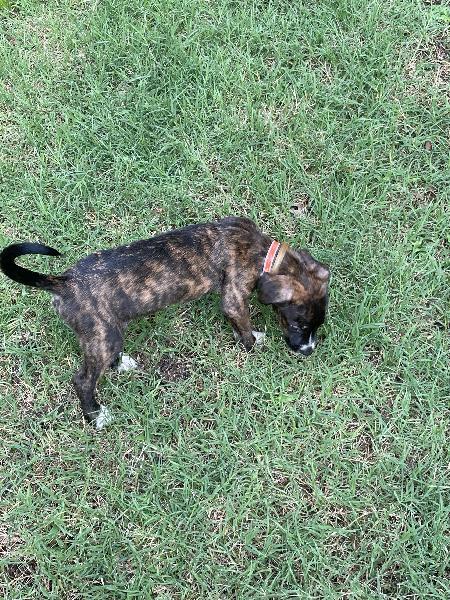 Enlarge Tiki, a Adoptable mixed breed in Durham, NC image 3/6