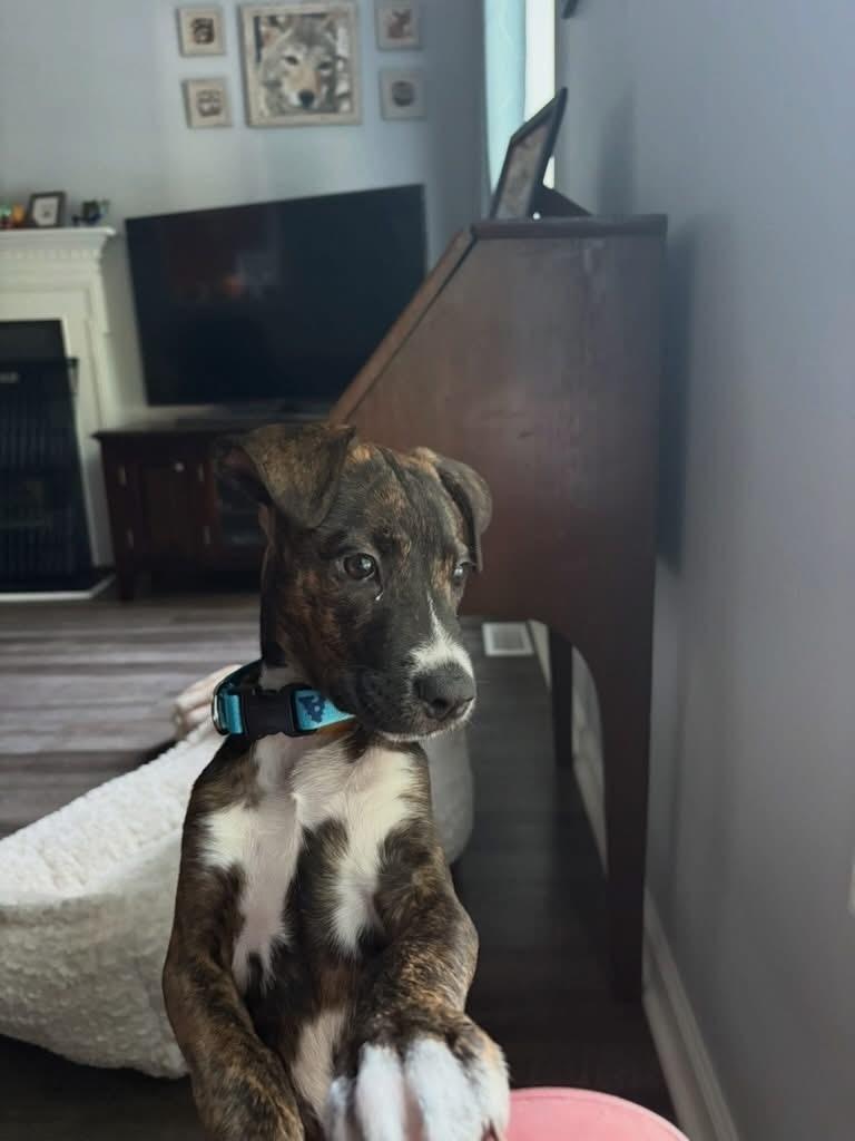 Enlarge Tiki, a Adoptable mixed breed in Durham, NC image 6/6