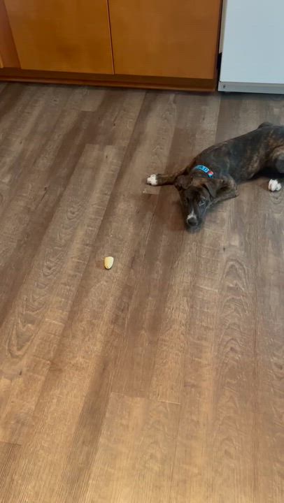 Enlarge Tiki, a Adoptable mixed breed in Durham, NC video 4/6
