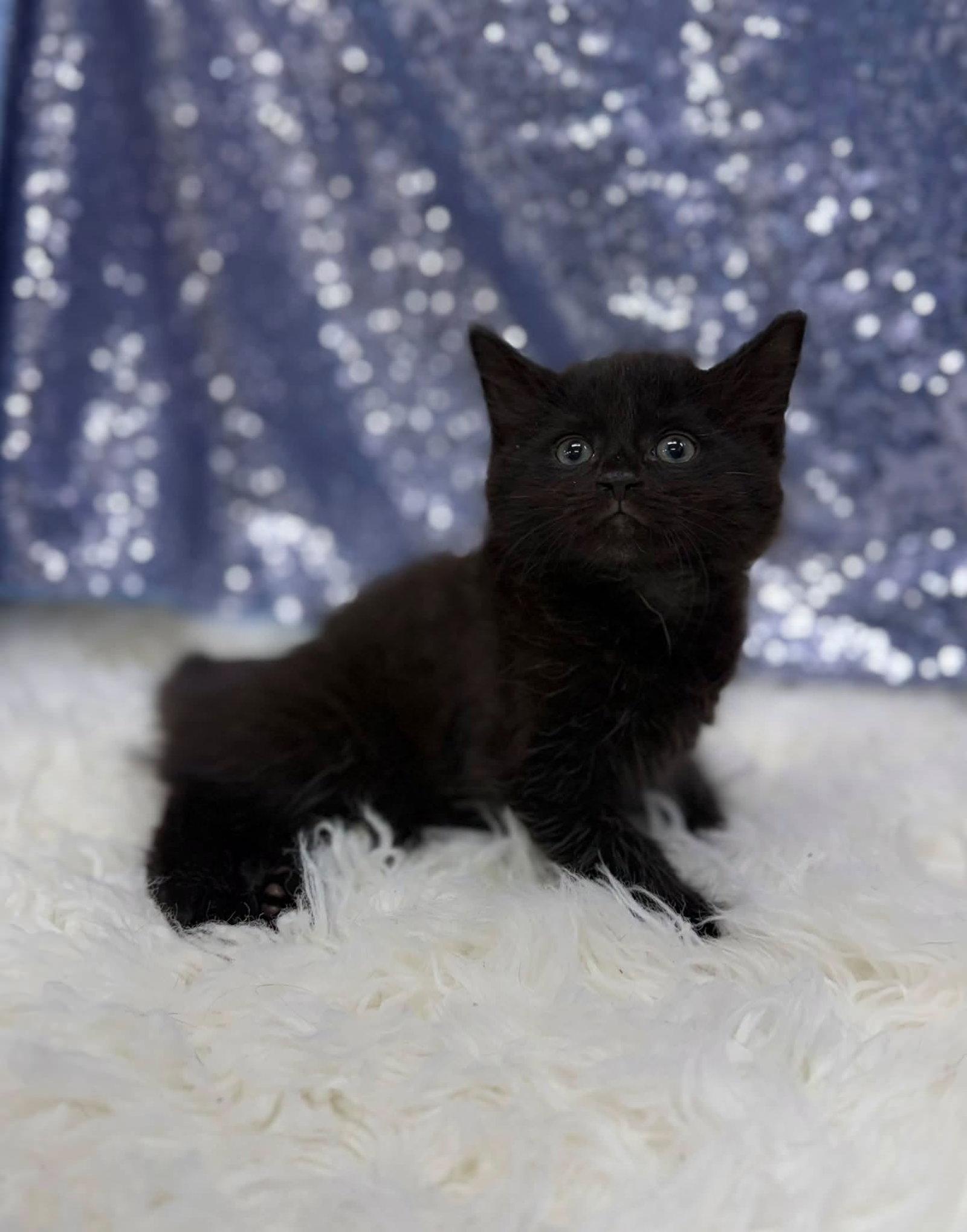 Ryker, Adopted, Young Male Domestic Medium Hair.
