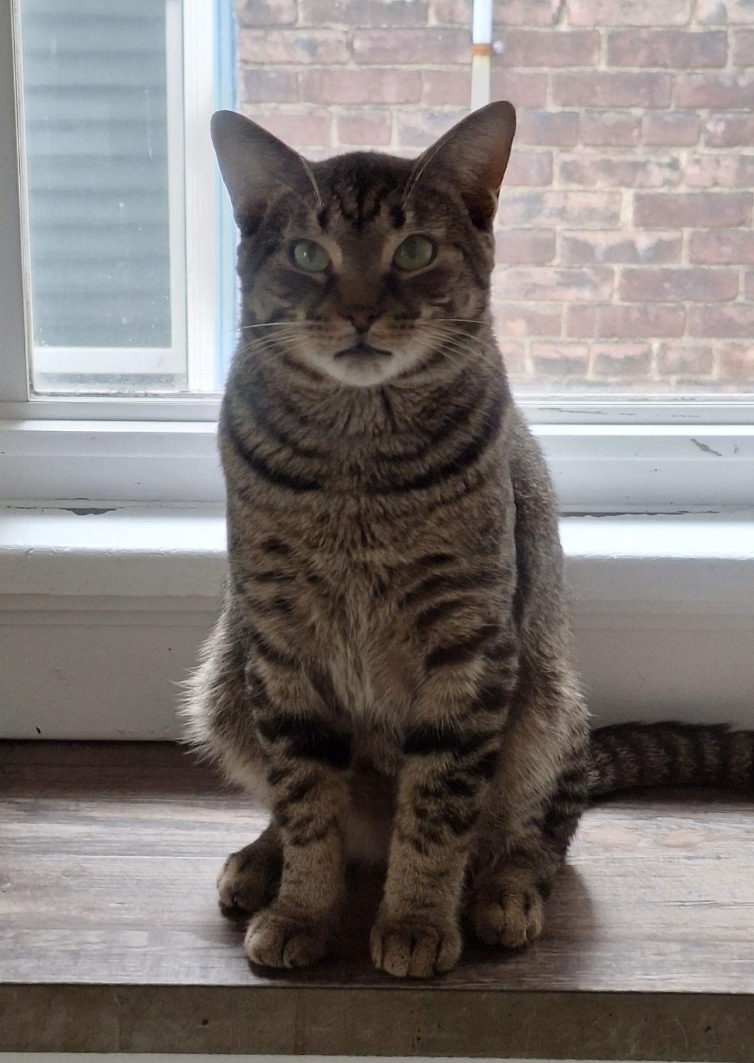 Pickles, Adoptable, Young Male Domestic Short Hair.