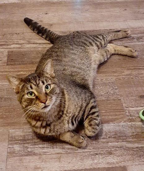 Enlarge Pickles, a Adoptable Domestic Short Hair in Pittsburgh, PA image 3/3