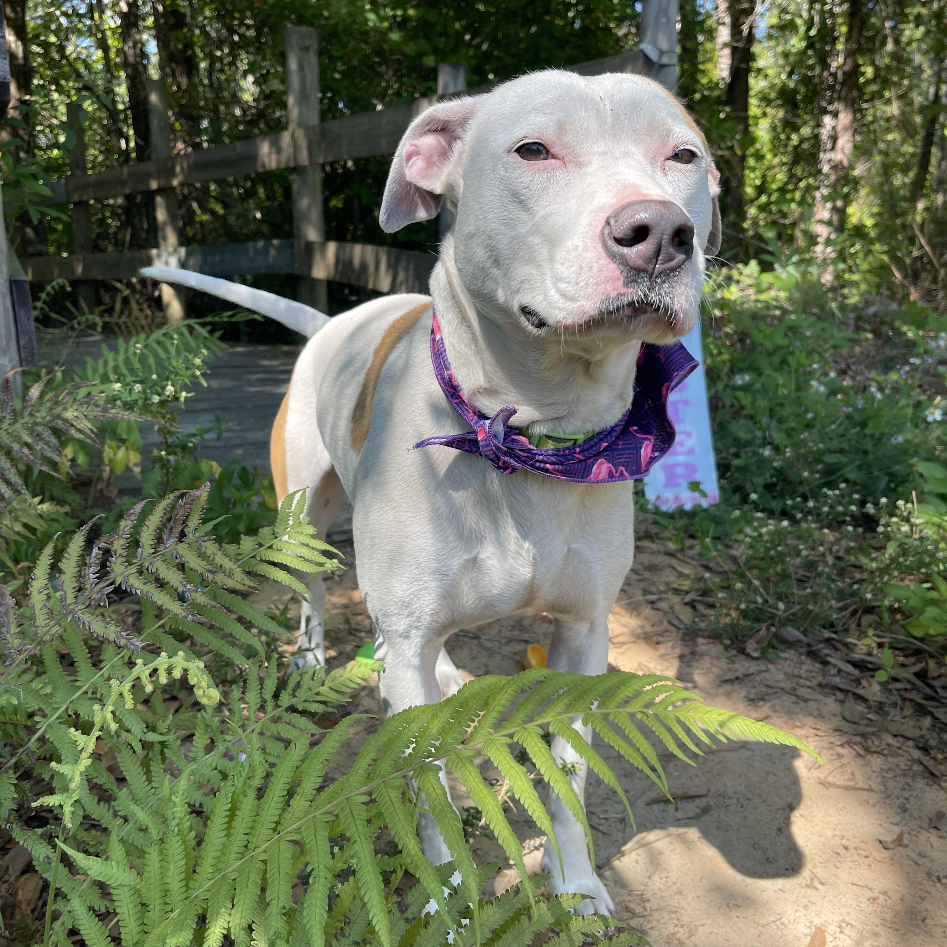 Camila, a Adoptable mixed breed in Sebring, FL image 2/4