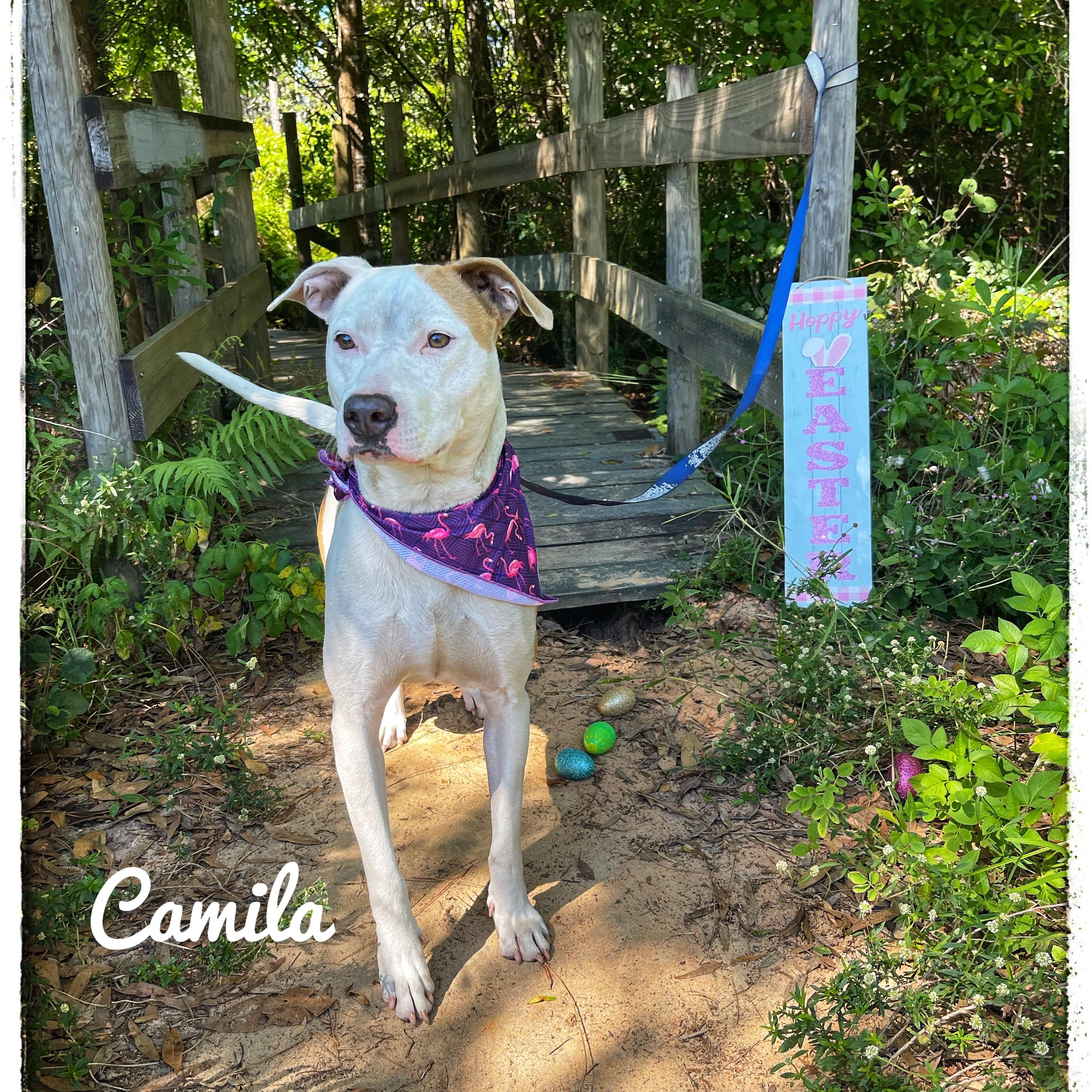 Camila, a Adoptable mixed breed in Sebring, FL image 1/4