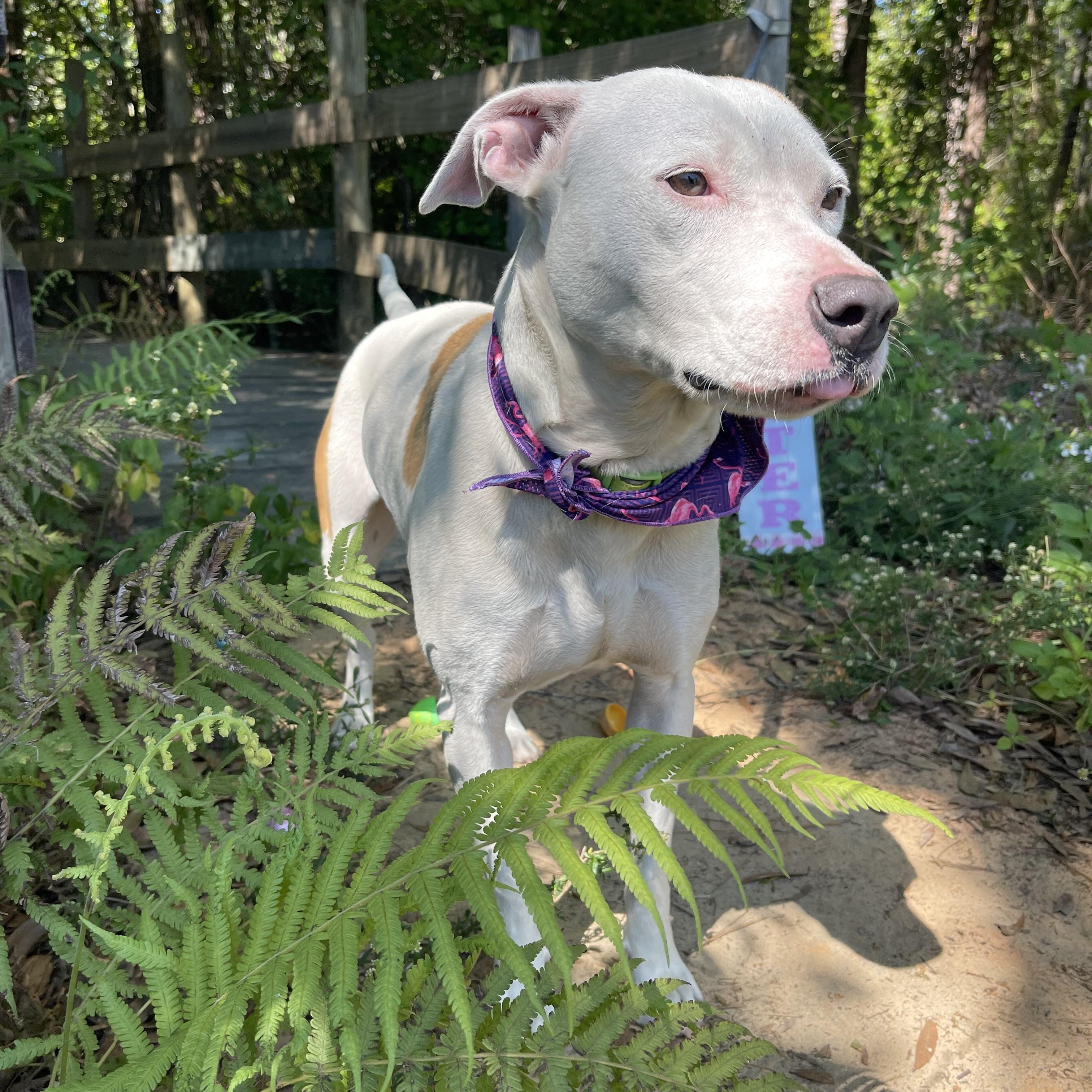 Camila, a Adoptable mixed breed in Sebring, FL image 3/4