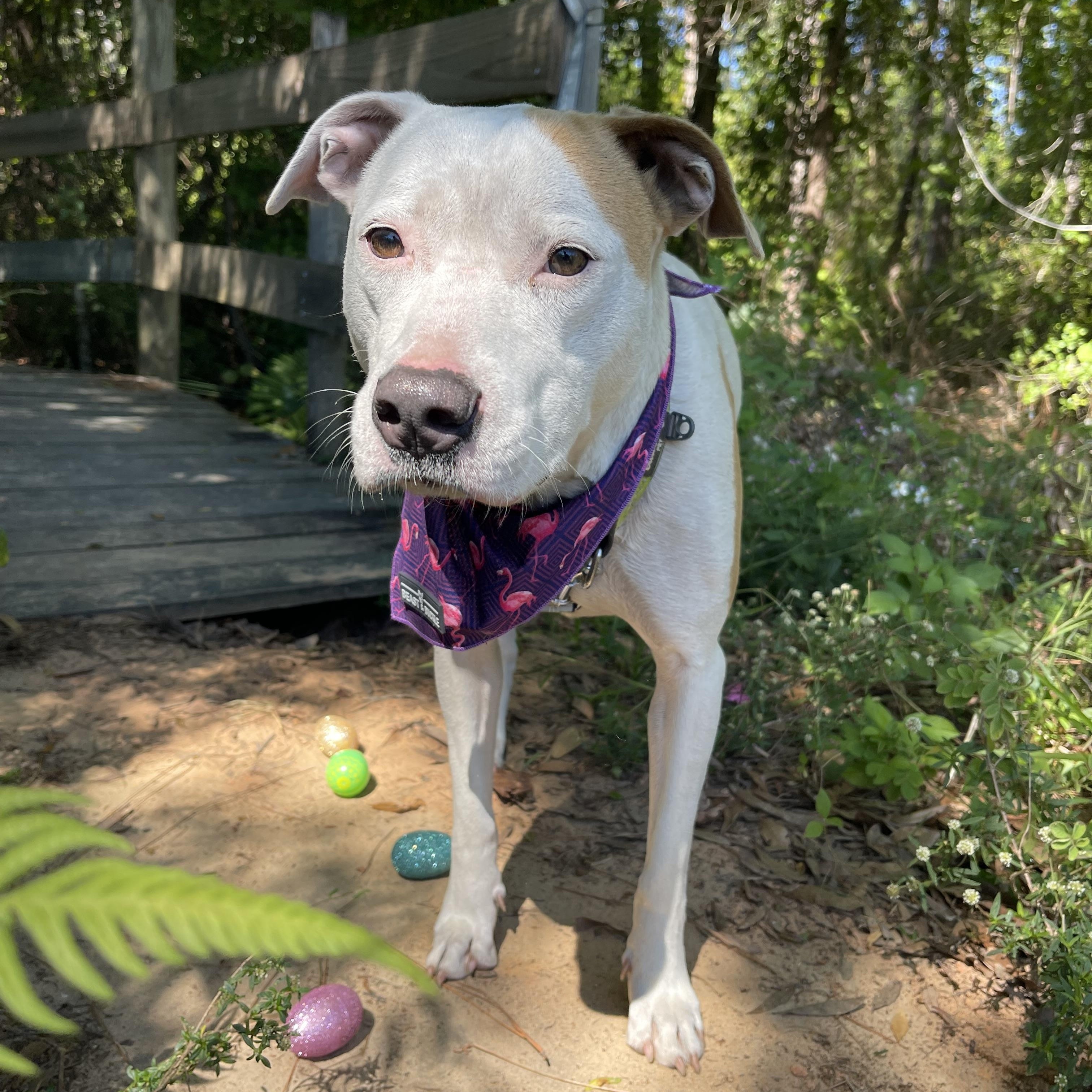 Camila, a Adoptable mixed breed in Sebring, FL image 4/4