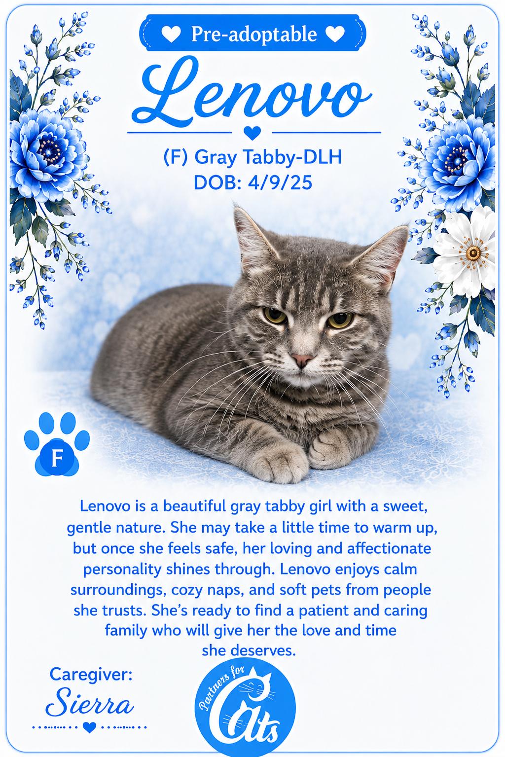 Lenovo, a Adoptable Domestic Short Hair in Morganton, NC image 1/3