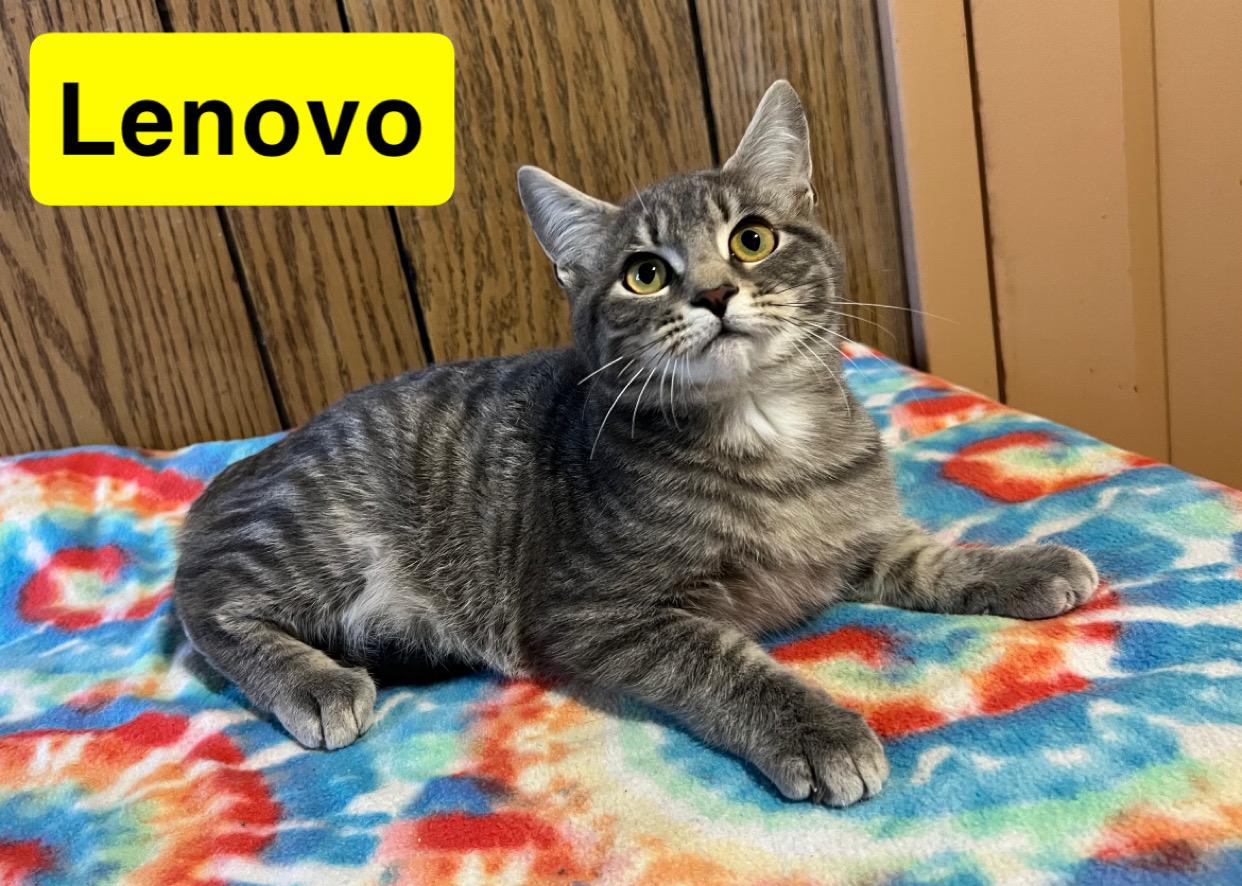 Lenovo, Adoptable, Young Female Domestic Short Hair.